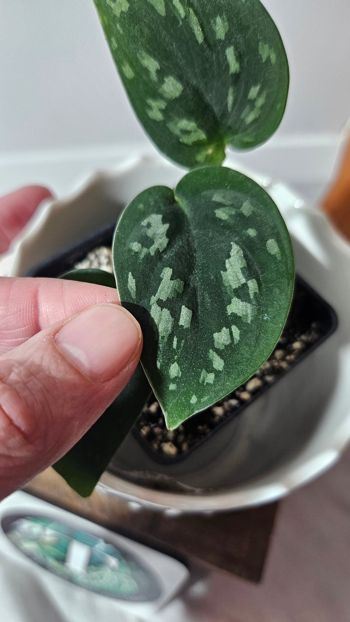 Scindapsus Tricolor Duff (SCI-546)