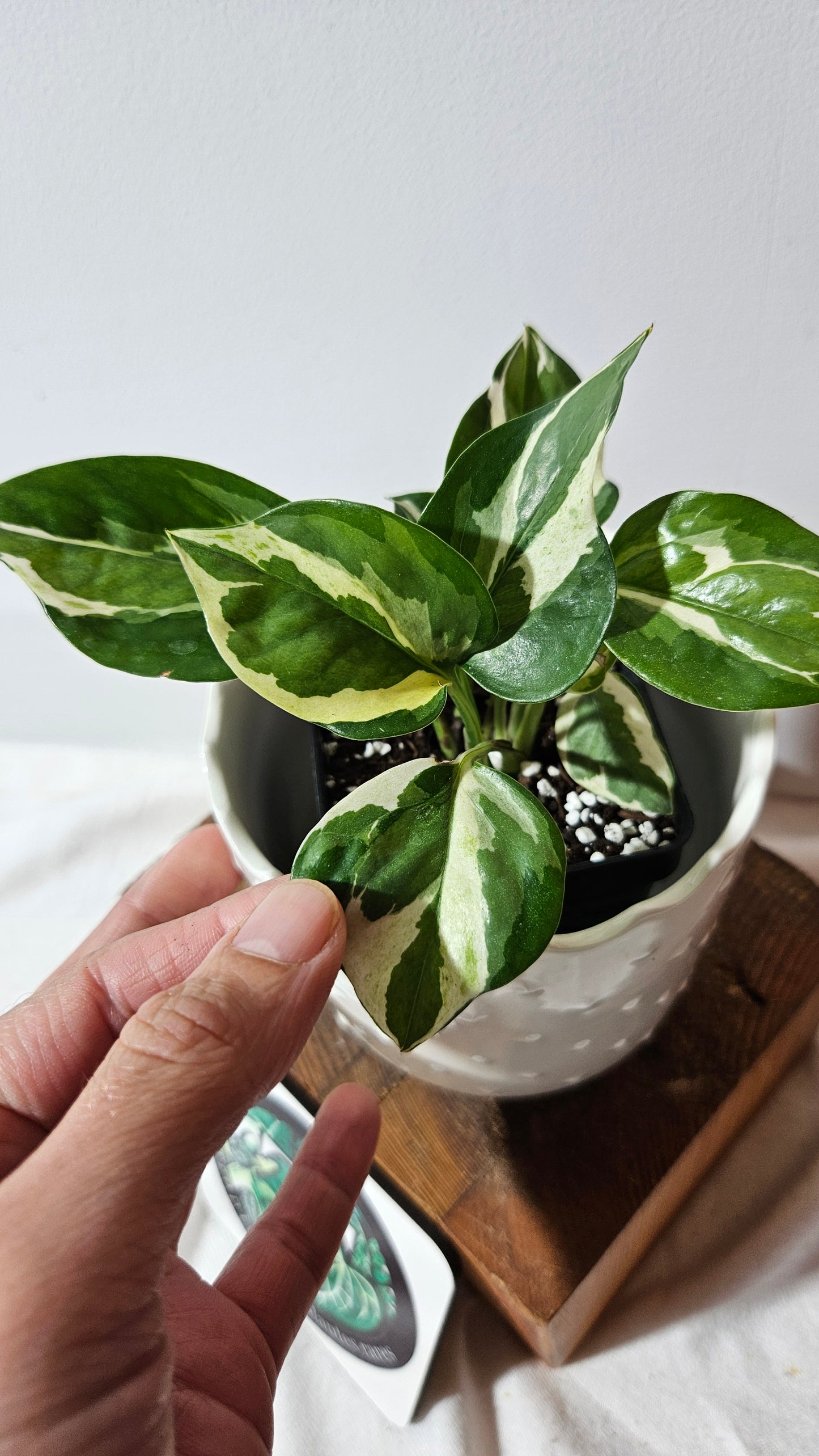 Epipremnum Aureum Glacier (EPI-187)
