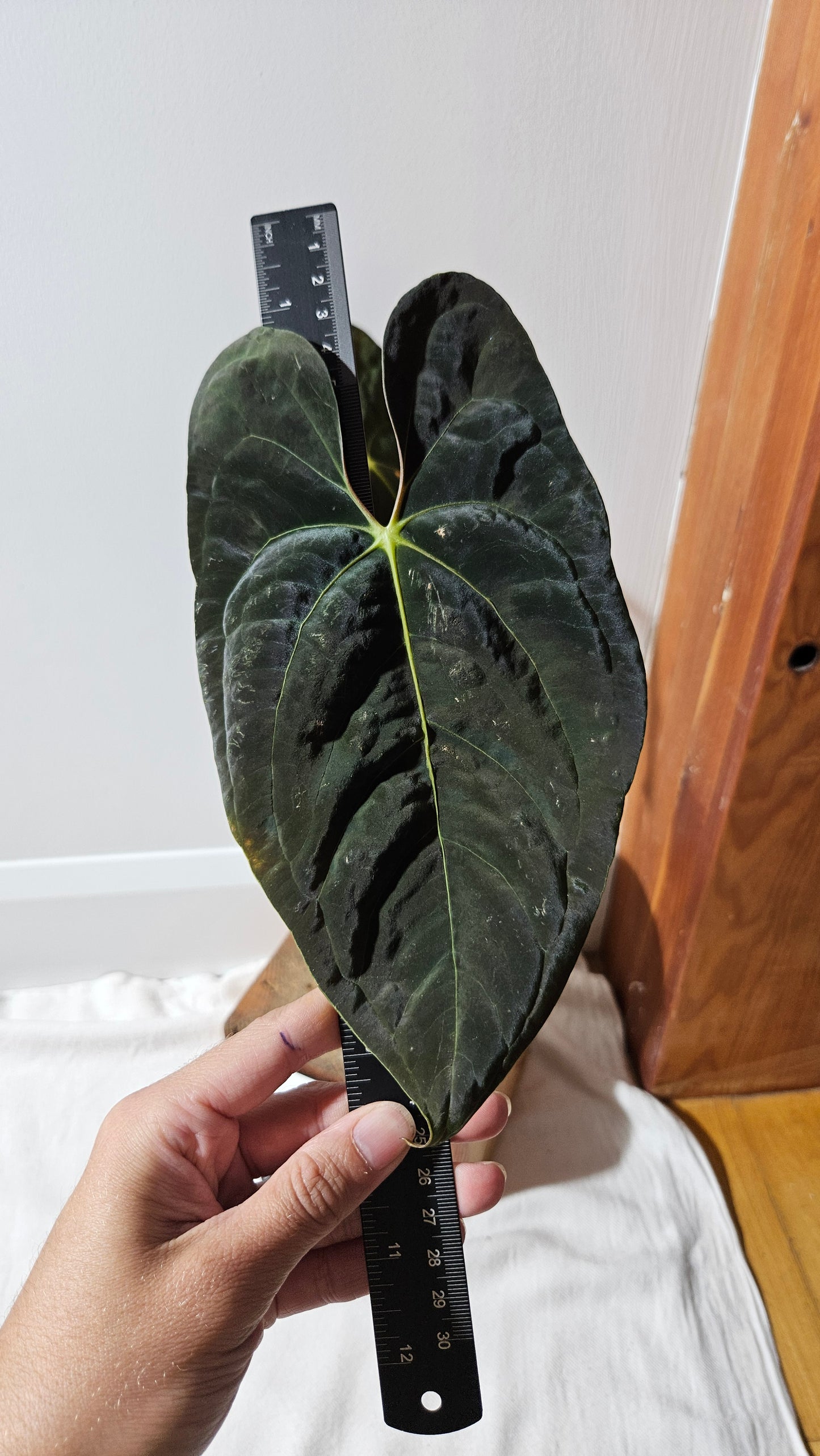Anthurium Papillilaminum Black (d'équateur) "format LARGE" (ANT-288)