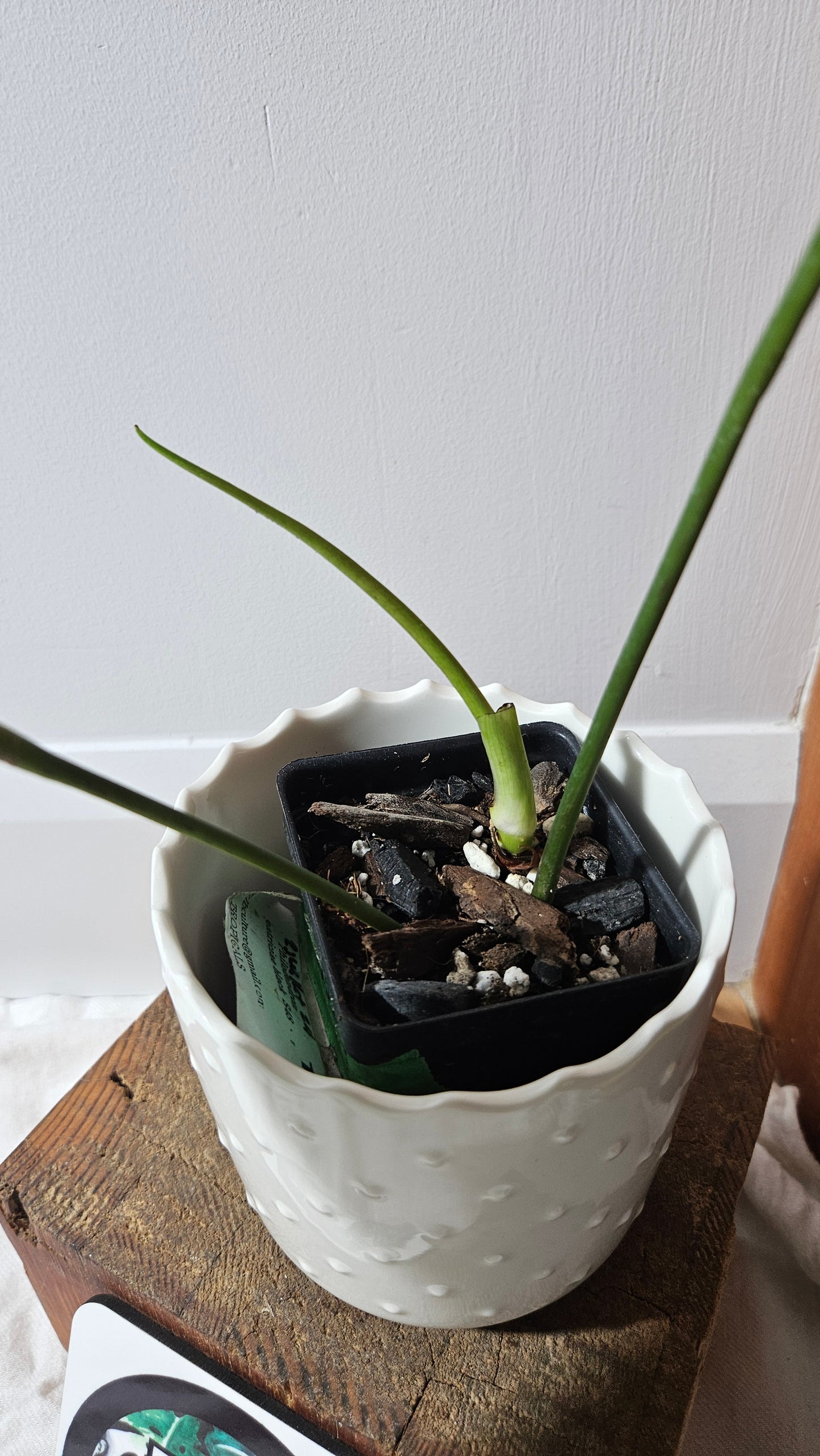 Philodendron Patriciae Black (PHI-920)