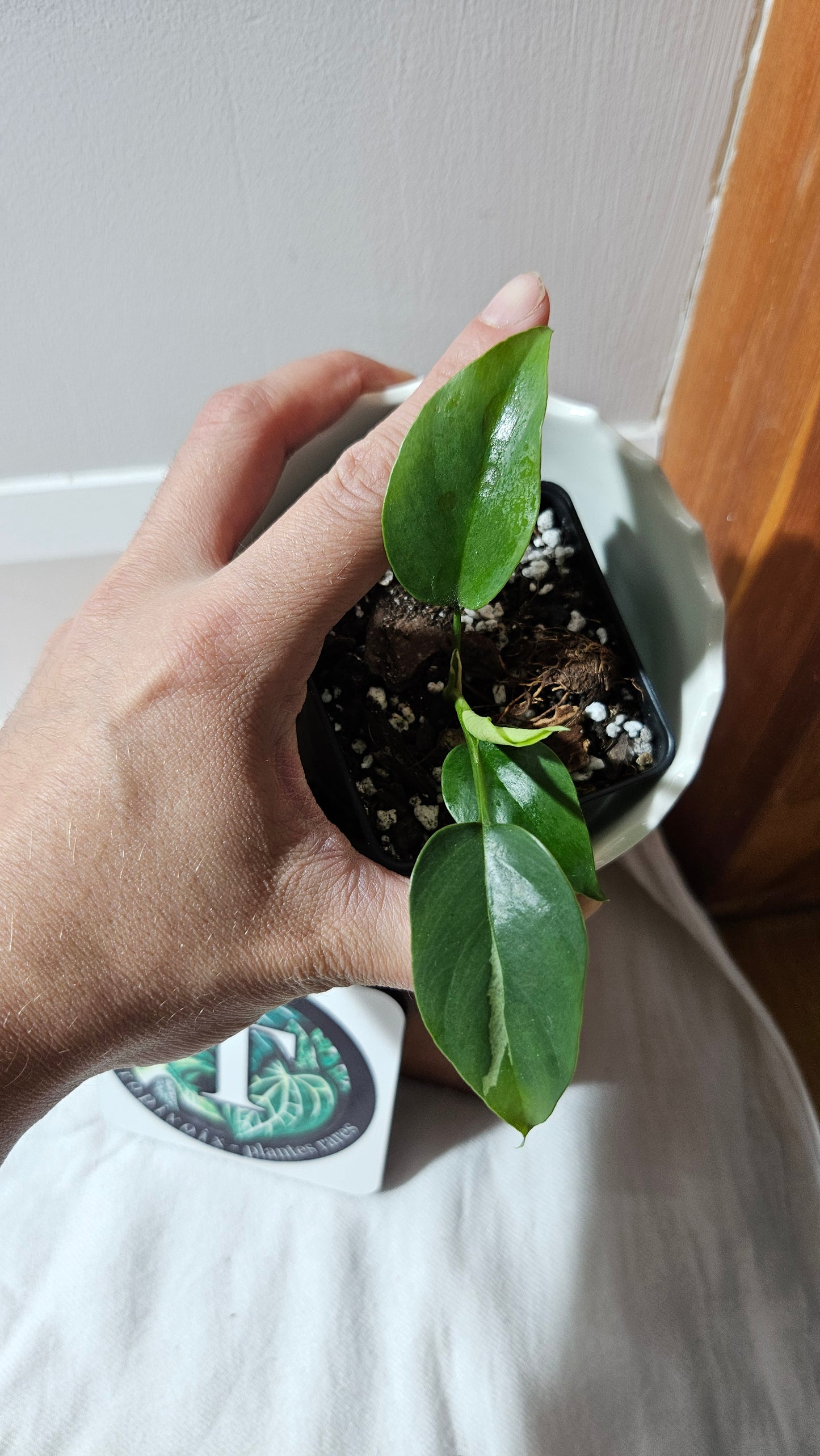 Rhaphidophora Tetrasperma Variegata (AUT-078)