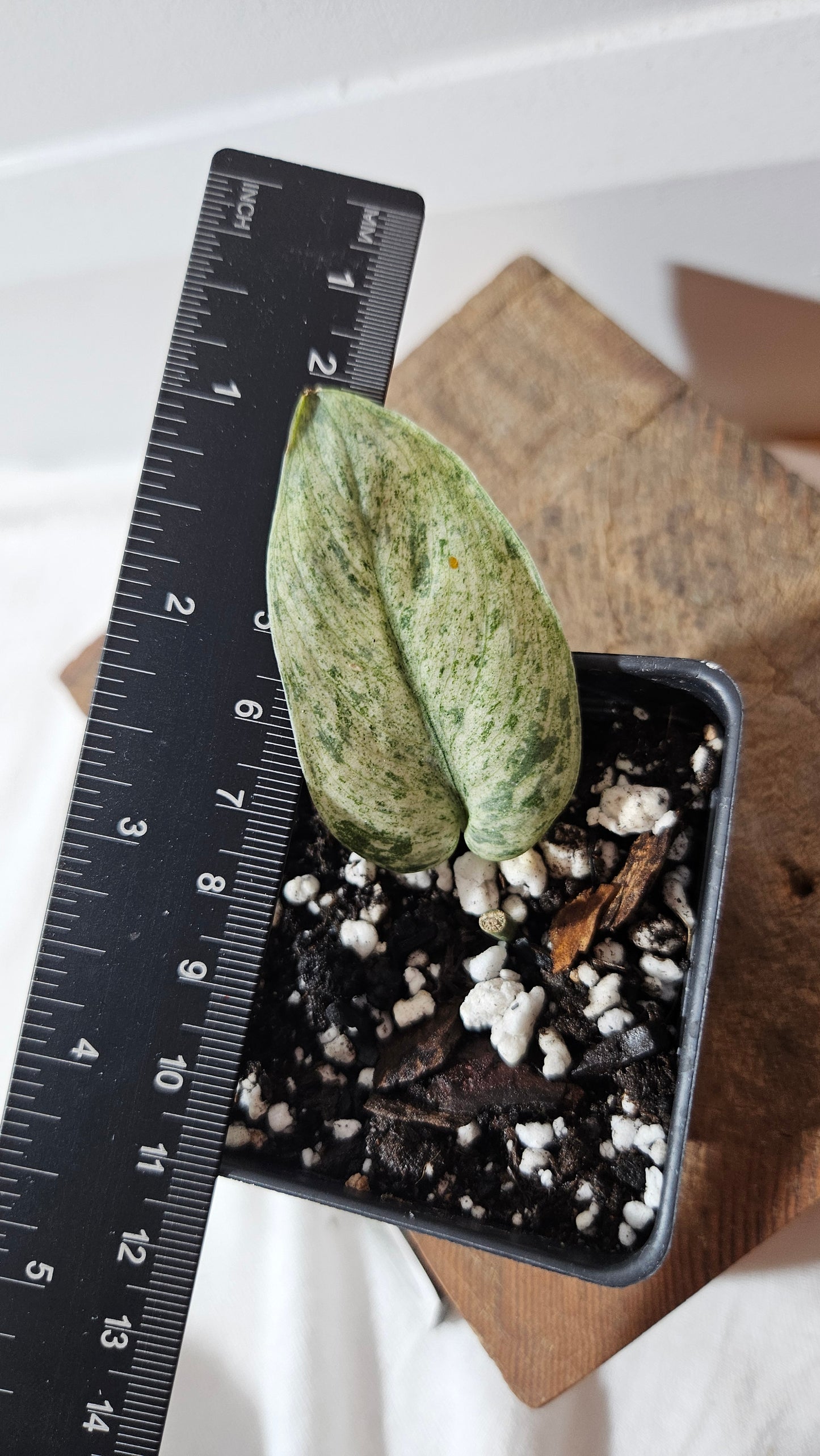 Scindapsus Silver Cloud mutation (SCI-1001)