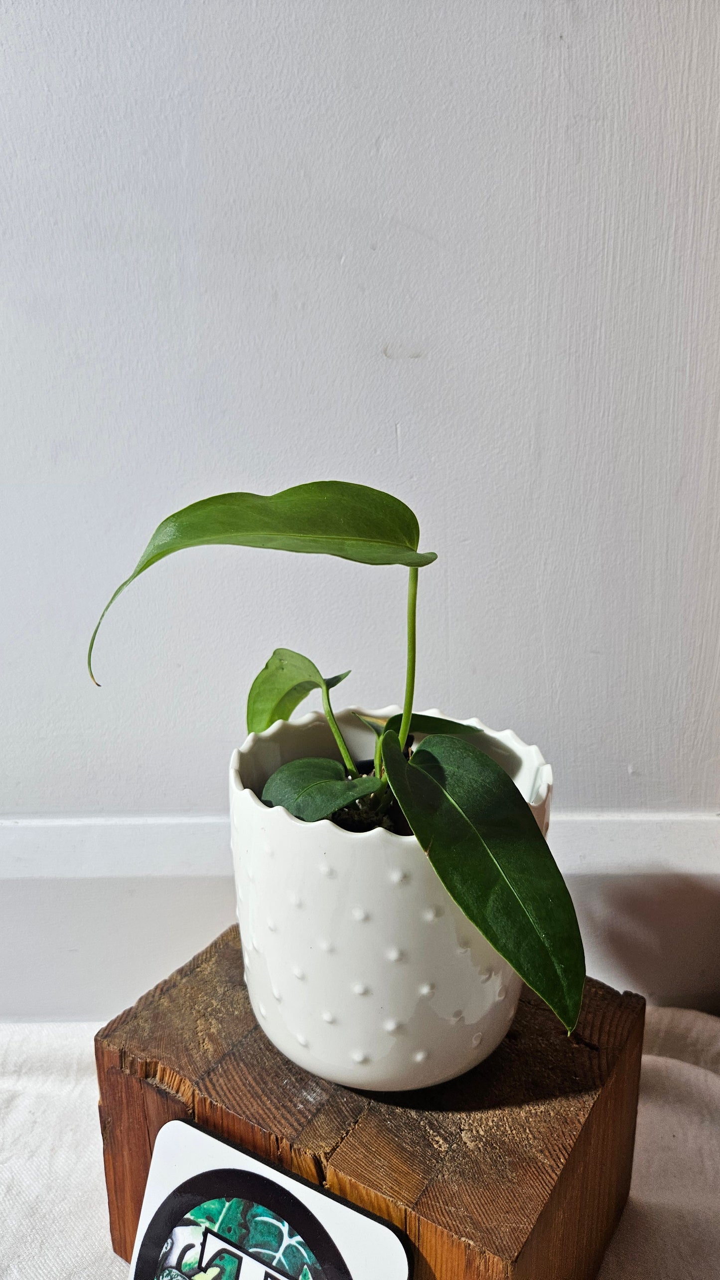 Anthurium Villenaorum X Morona "format MOYEN"(ANT-432)