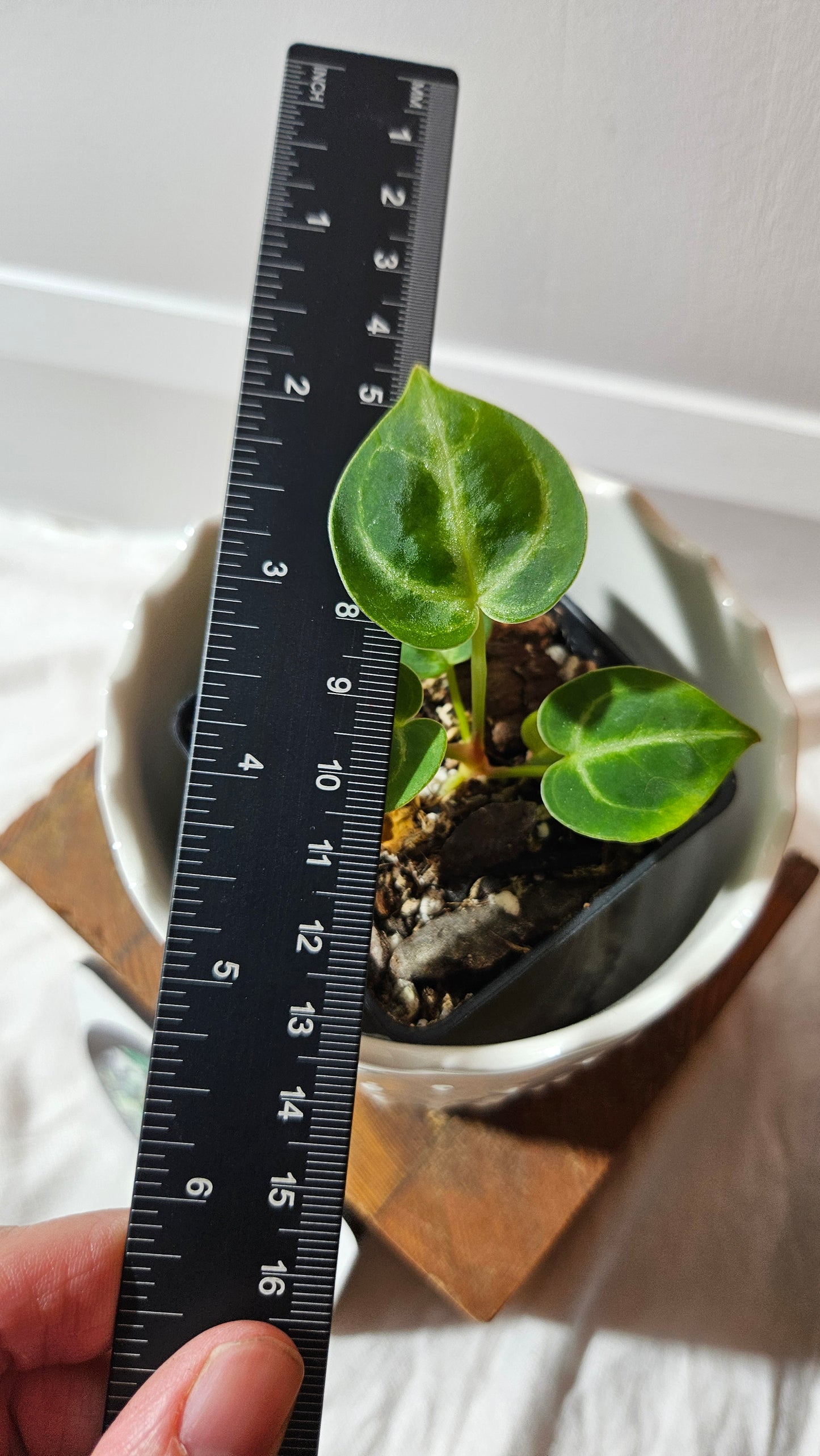 Anthurium Dorayaki Silver "format SEEDLING"( ANT-579)