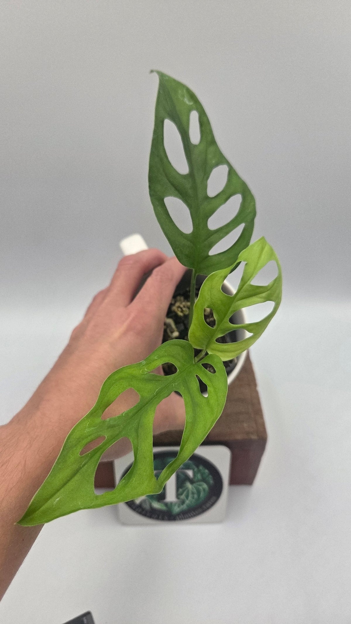 Monstera Obliqua Aff Cenepa (MON-188)