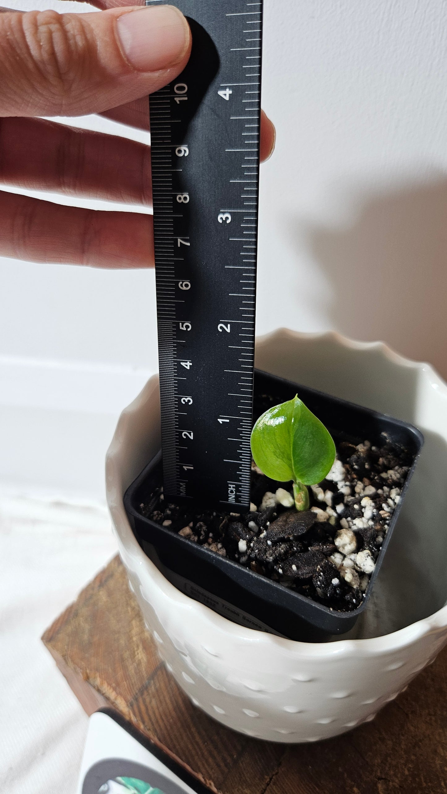 Scindapsus Treubii Bornéo "Green on green" (SCI-1052)