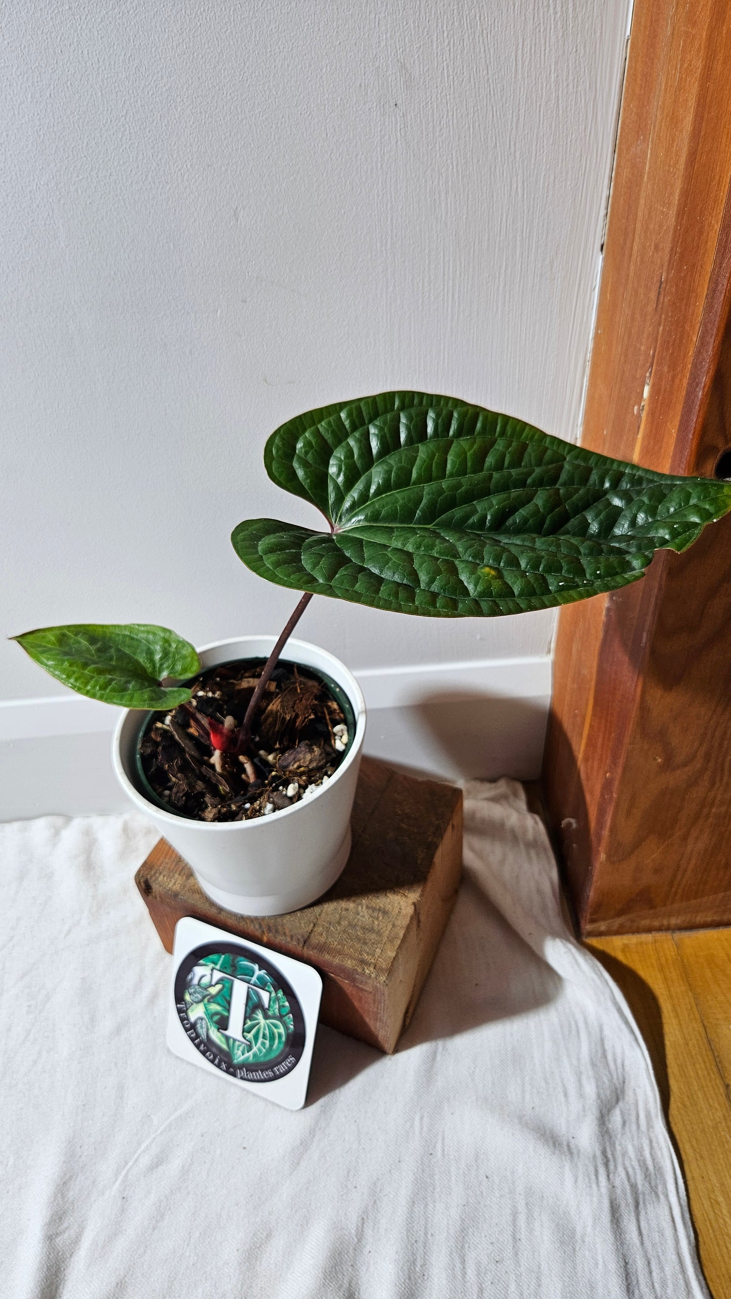 Anthurium Radican "format LARGE" (ANT-011)