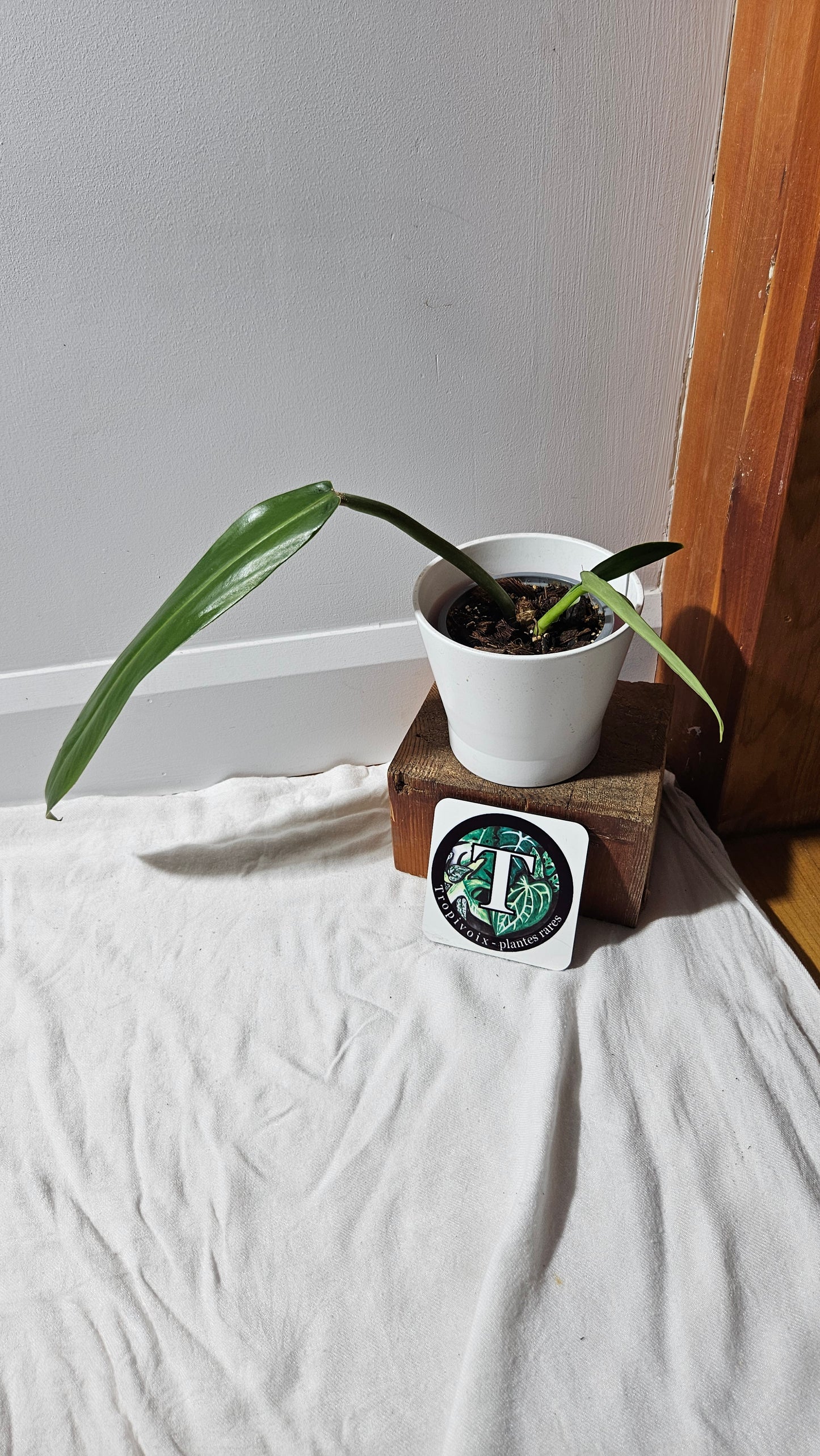 Philodendron BurleMarx Narrow (PHI-885)