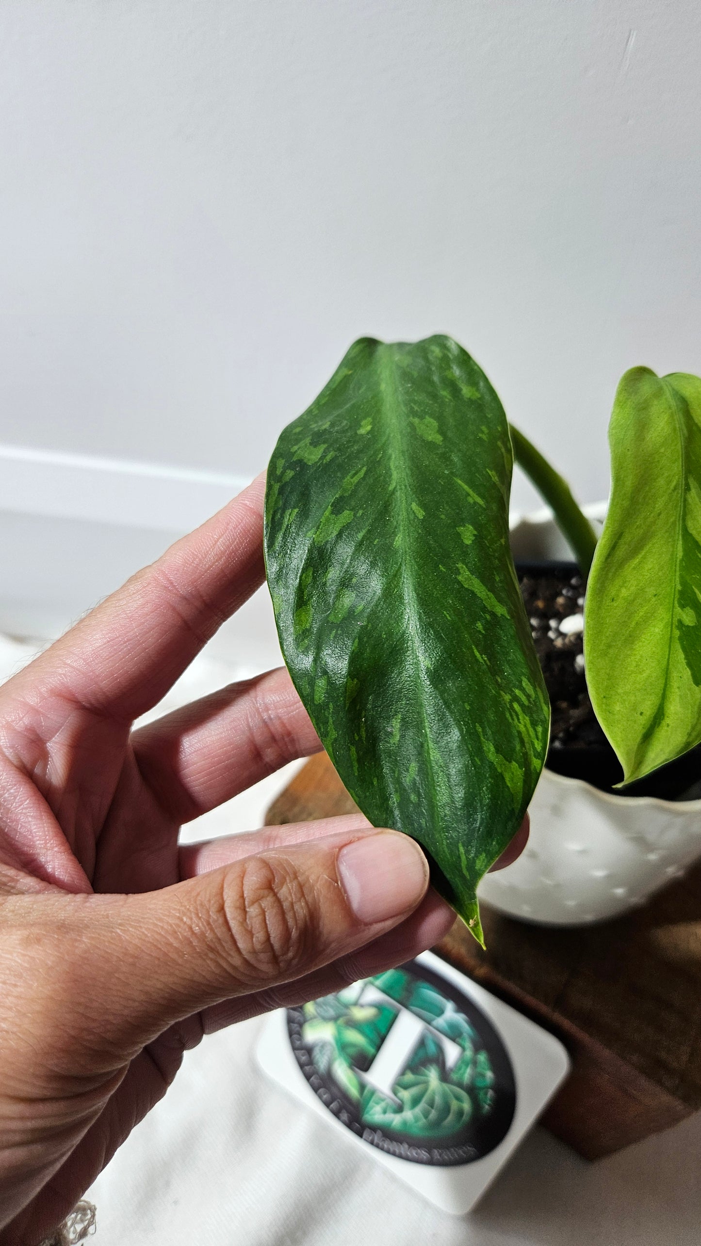 Philodendron Jose Buono (PHI-918)