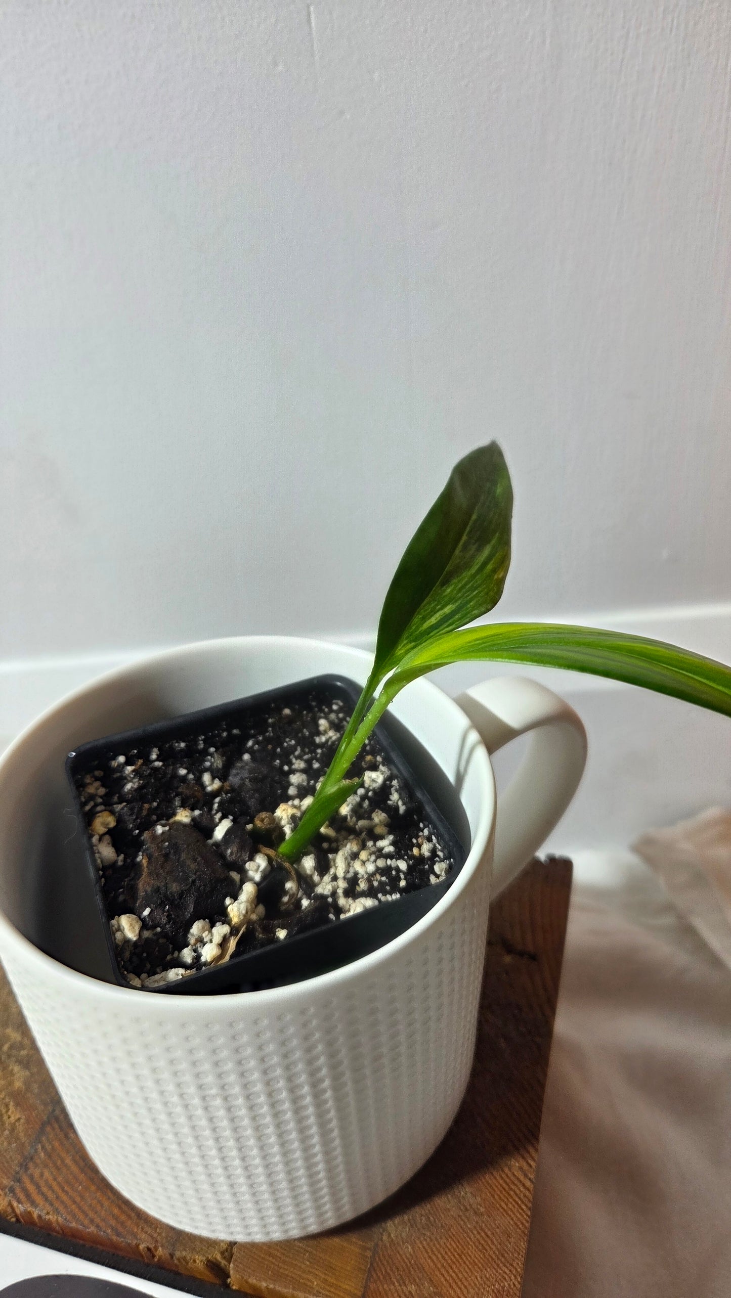 Epipremnum Amplissinum Variegata (EPI-231)