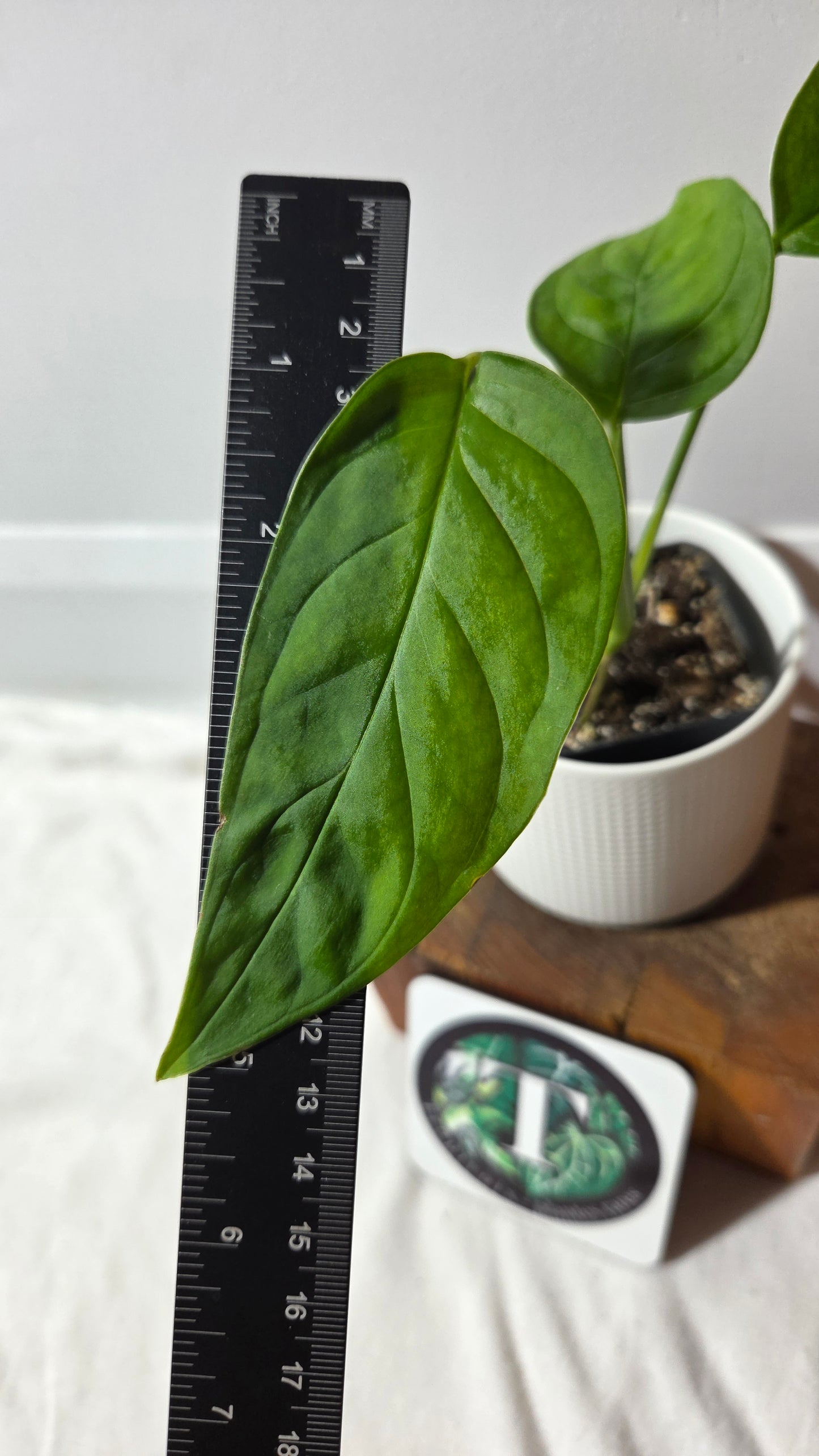 Monstera Obliqua Aff LaUnion (MON-517)