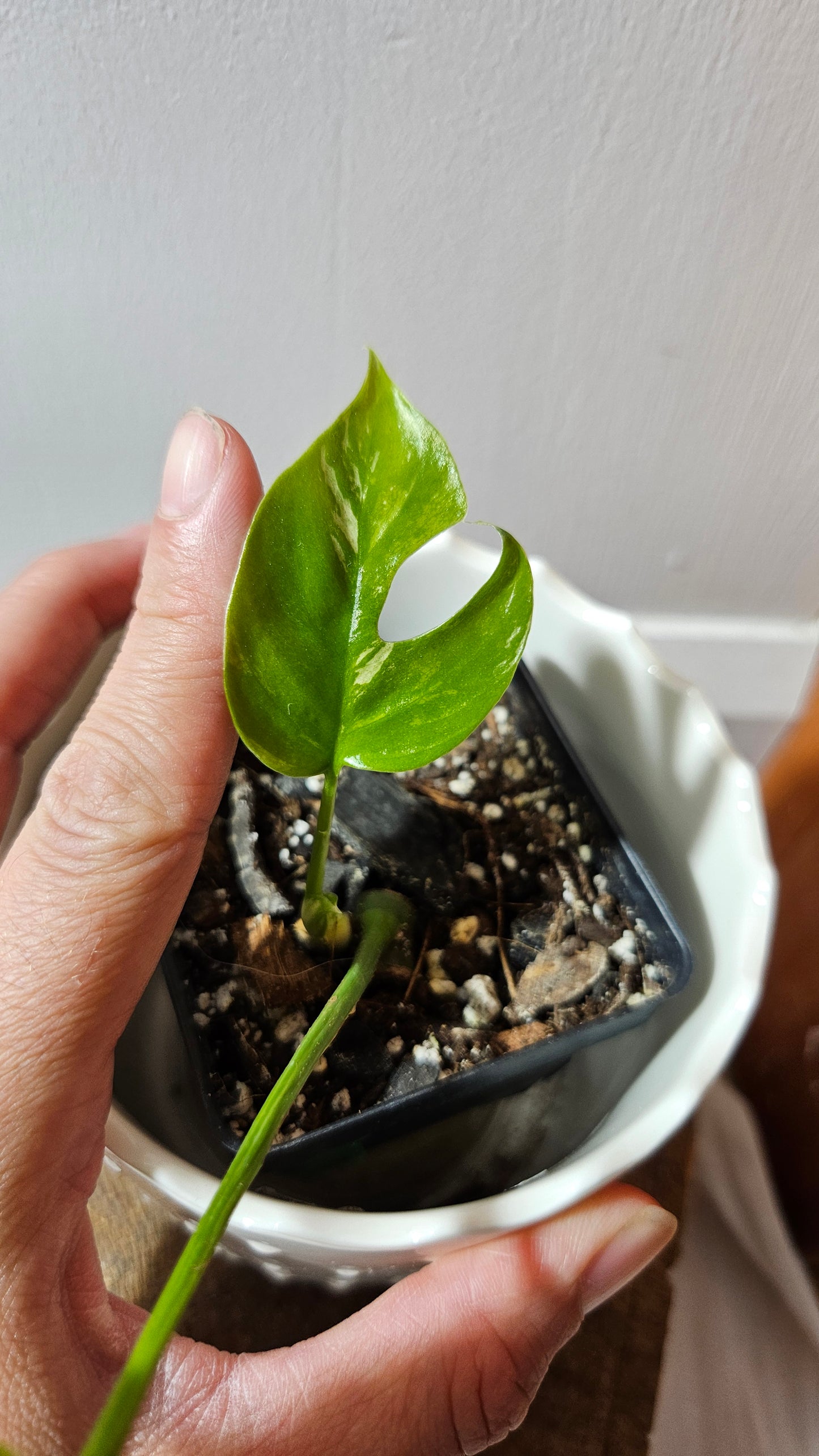 Rhaphidophora Tetrasperma Variegata (AUT-077)