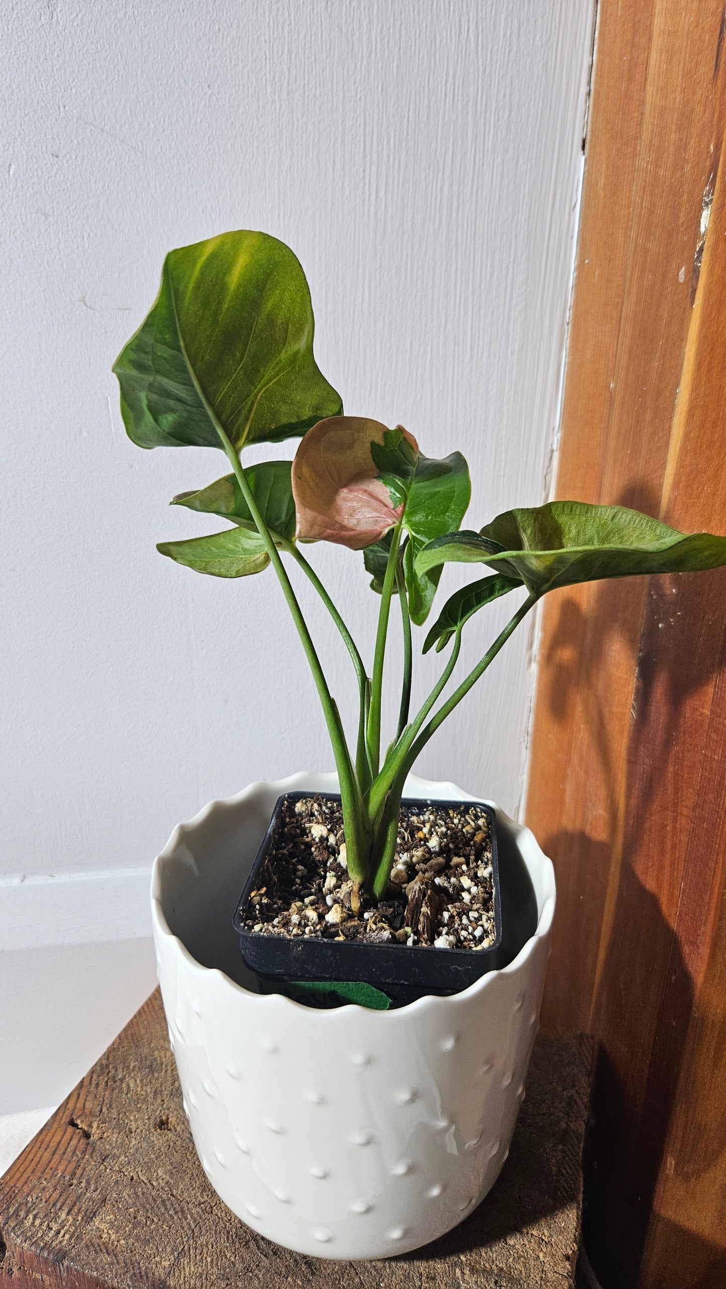 Syngonium Pink Lava (SYN-187)
