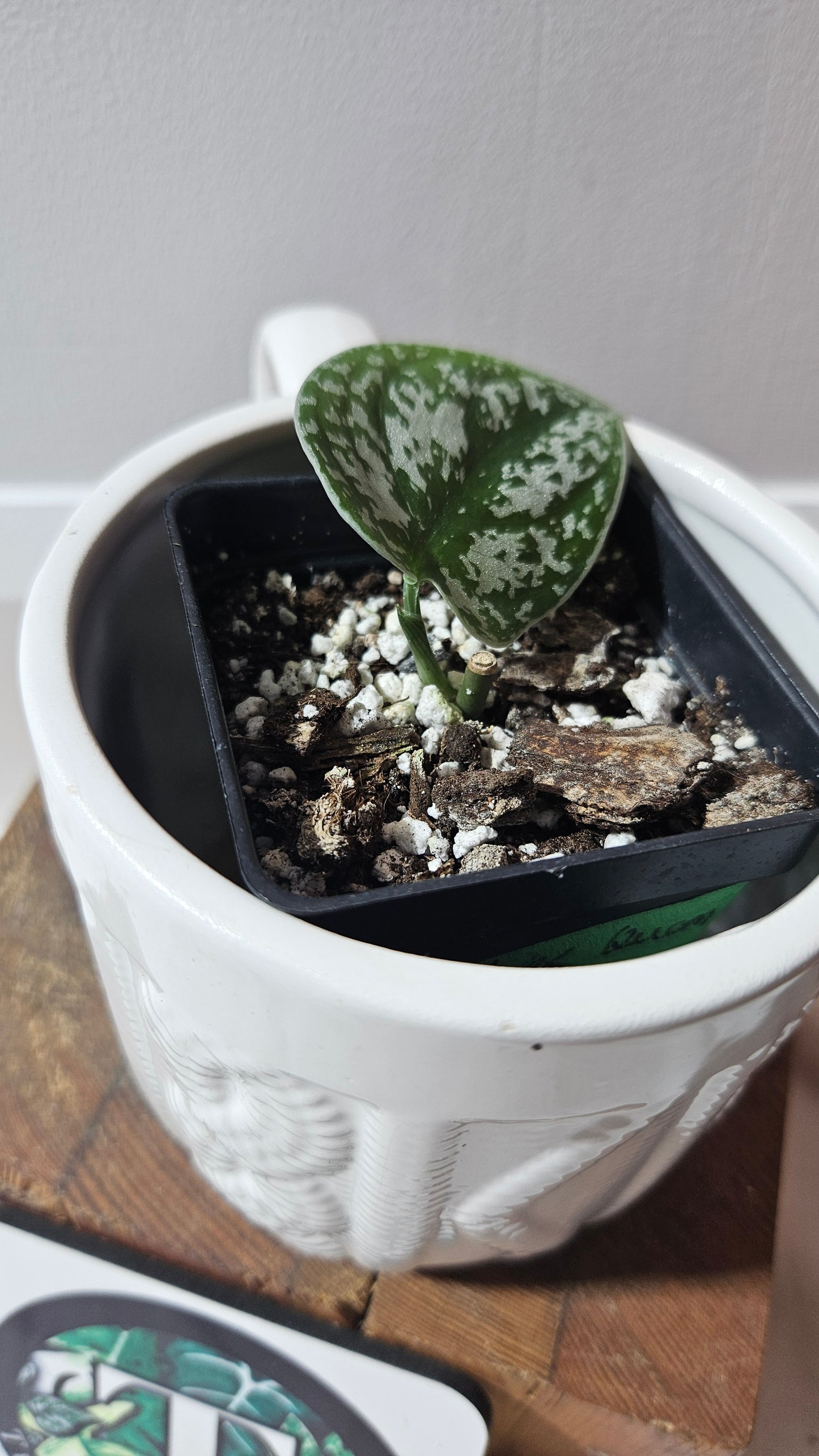 Scindapsus Silver Queen (SCI-1185)
