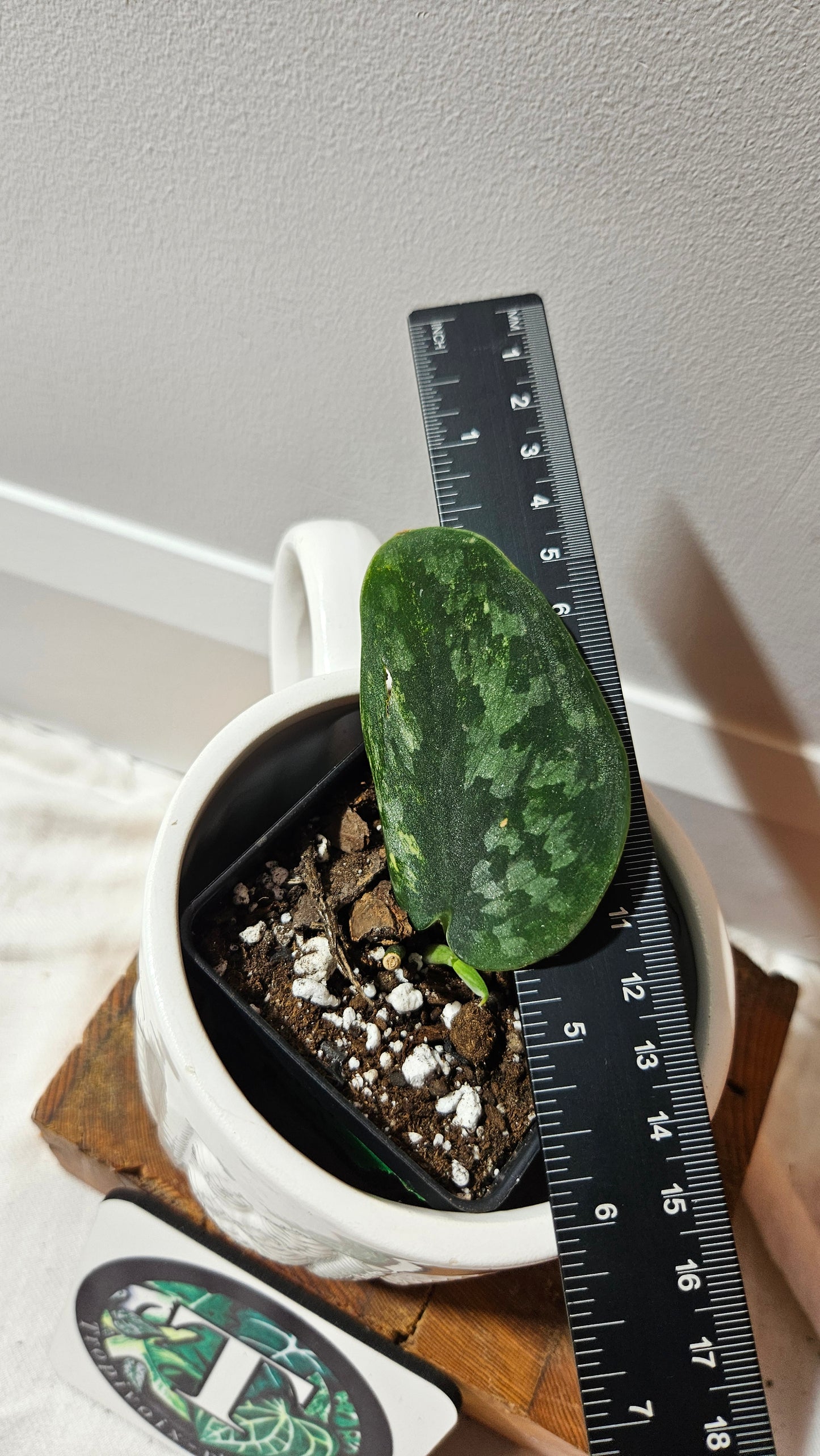Scindapsus Green Diamond (SCI-1263)