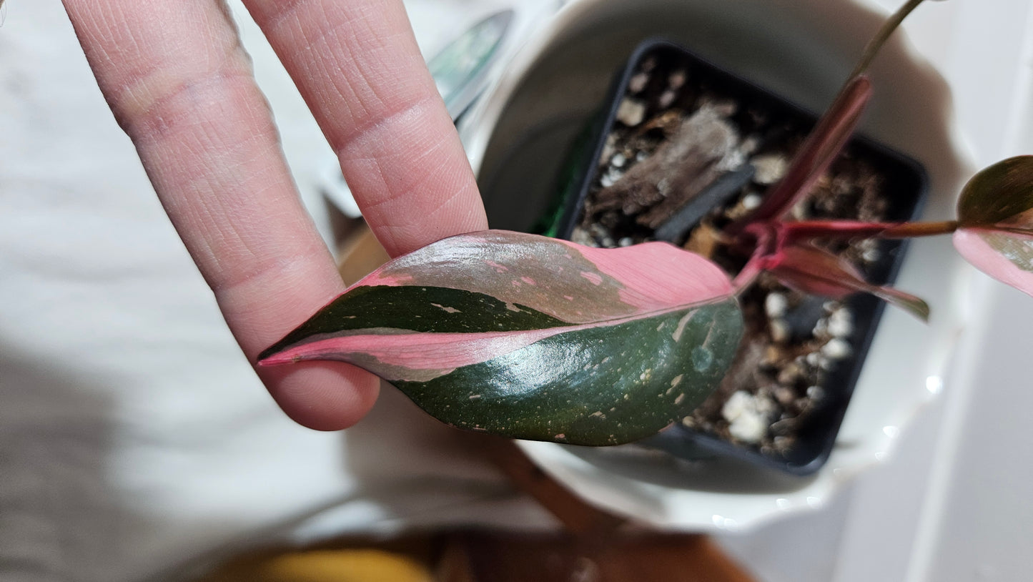 (Philodendron Black Cherry (PHI-712)
