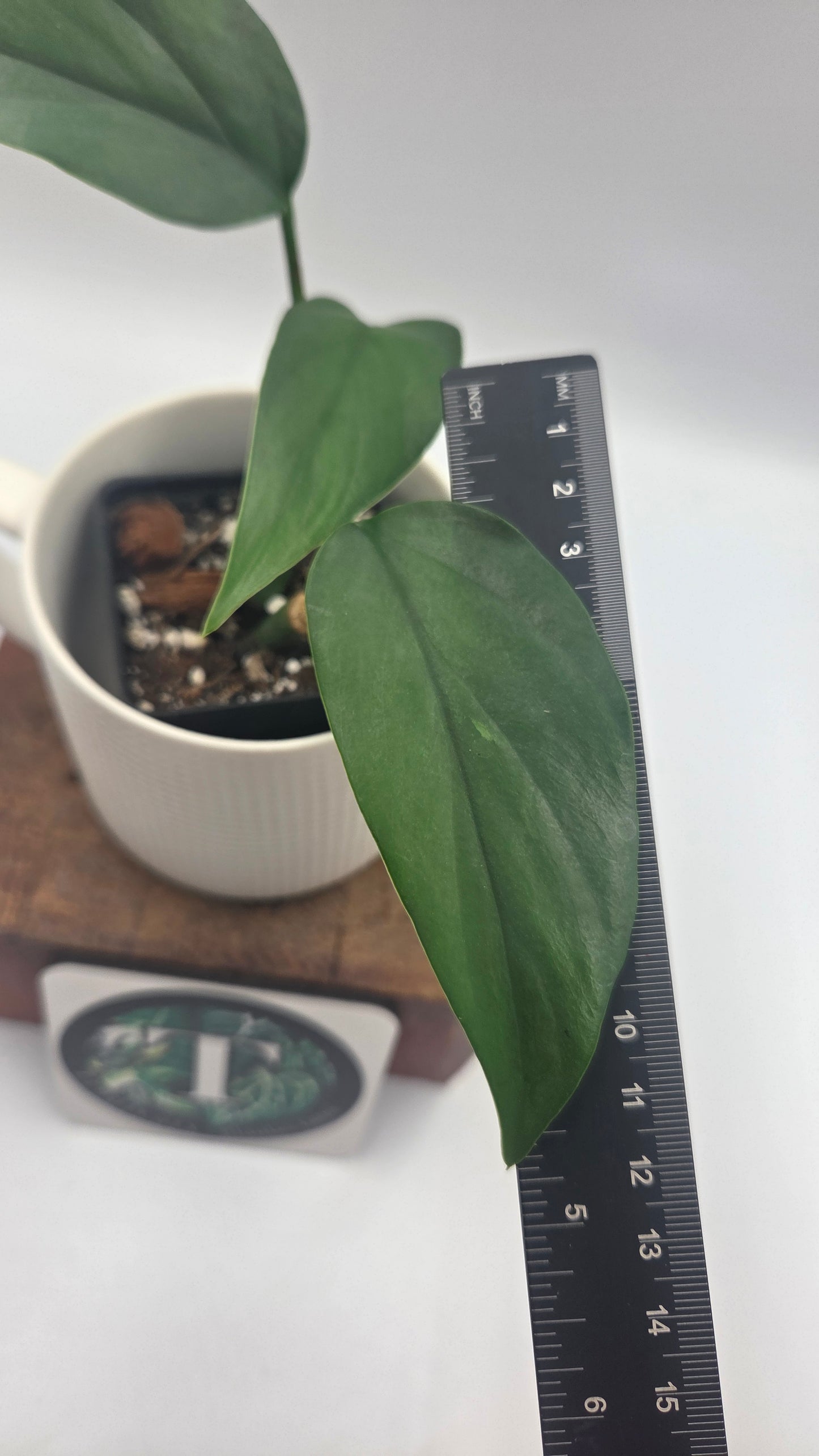 Raphidophora Pertusa (AUT-098)