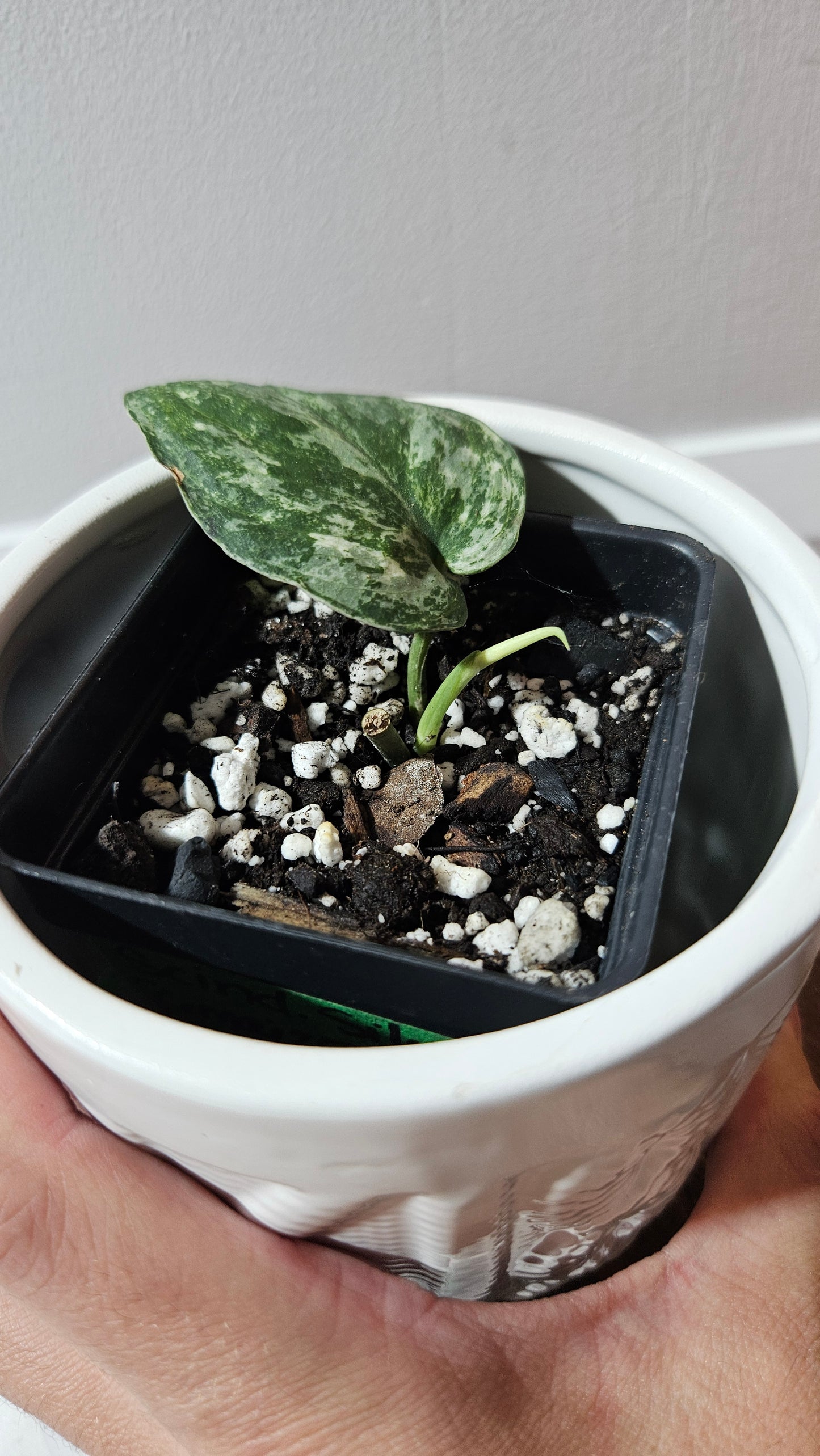 Scindapsus Silver Splash Tricolore (SCI-1230)