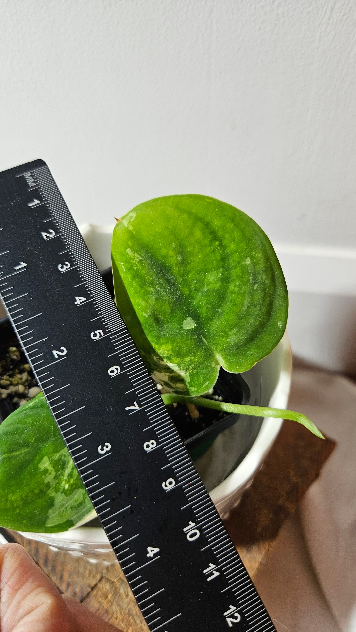 Scindapsus Mangurai (SCI-722)