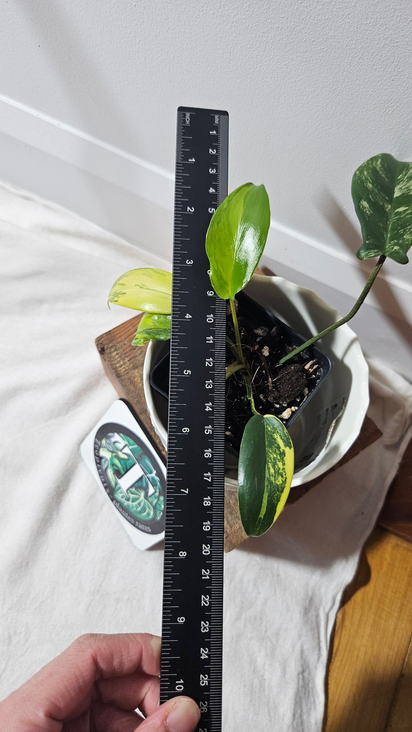 Philodendron Florida Beauty (PHI-534)