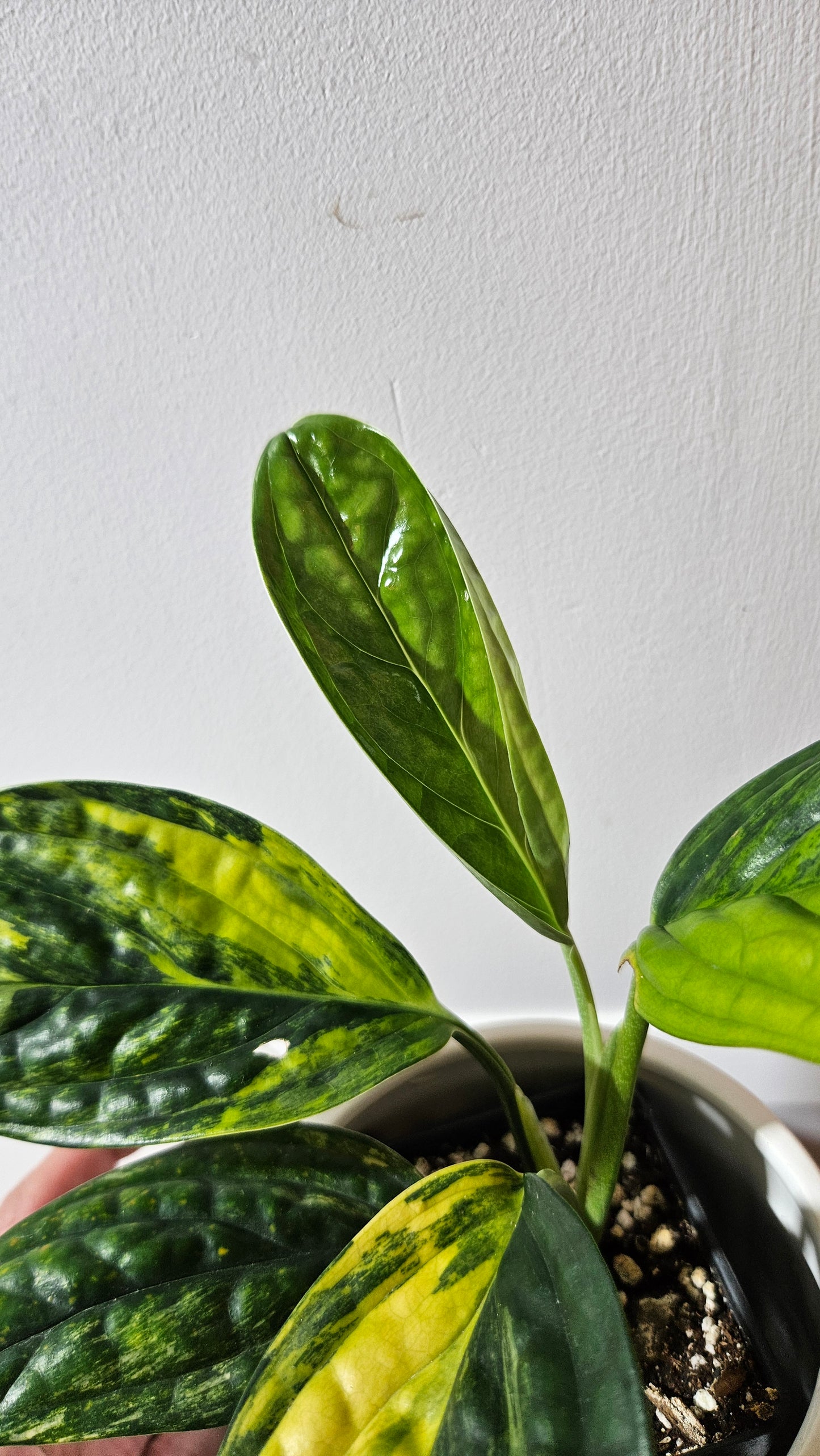 Monstera Karstenianum/Peru Variegata (MON-464)
