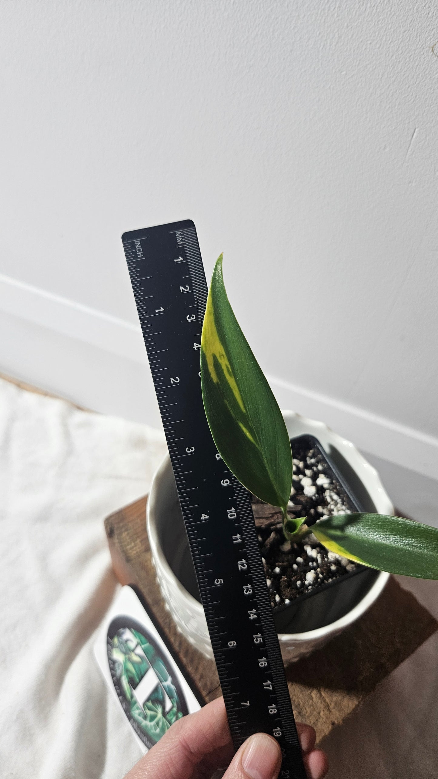 Scindapsus Coriaceus Aurea(SCI-938)