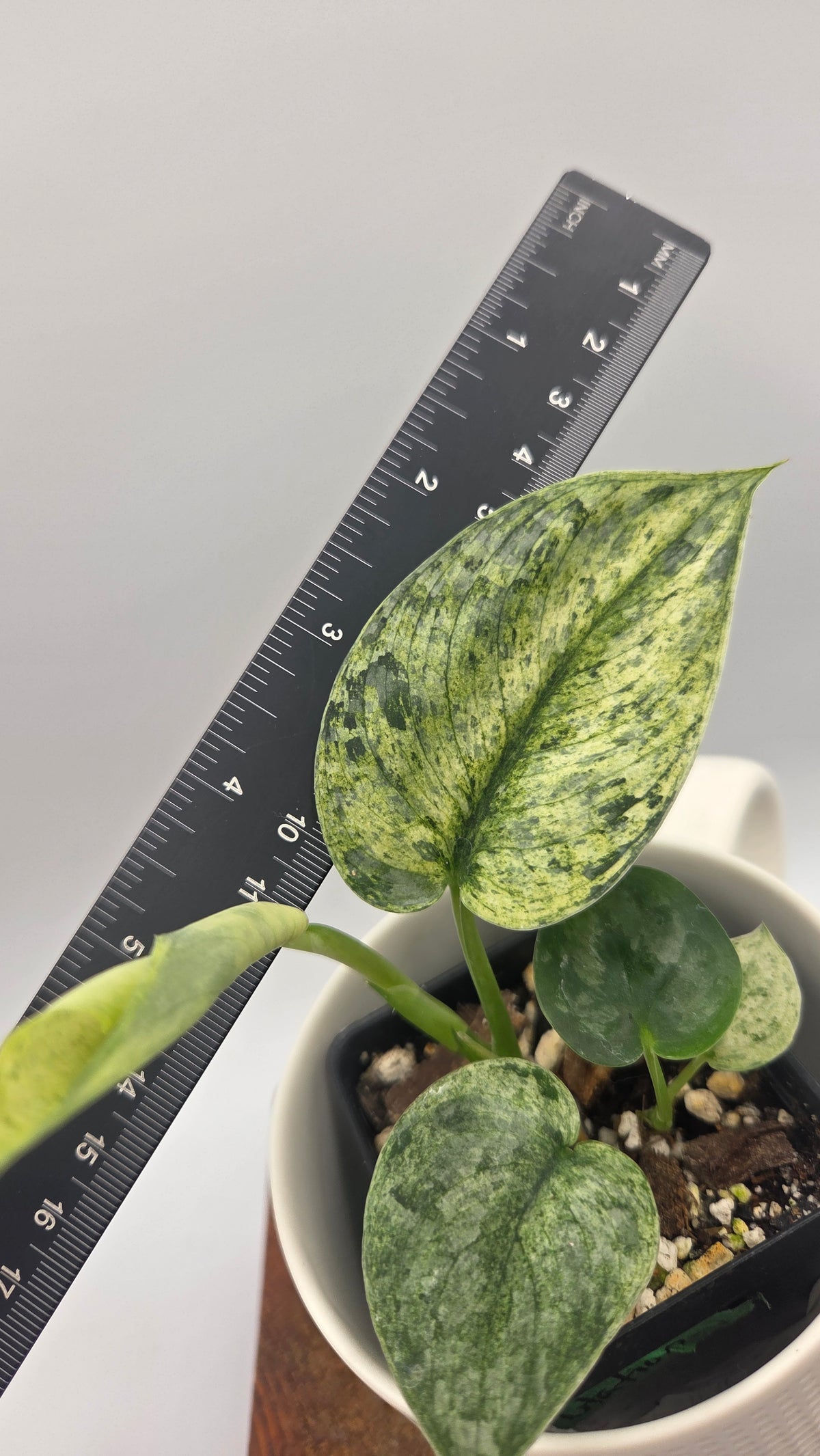 Scindapsus Silver Cloud mutation (SCI-1525)