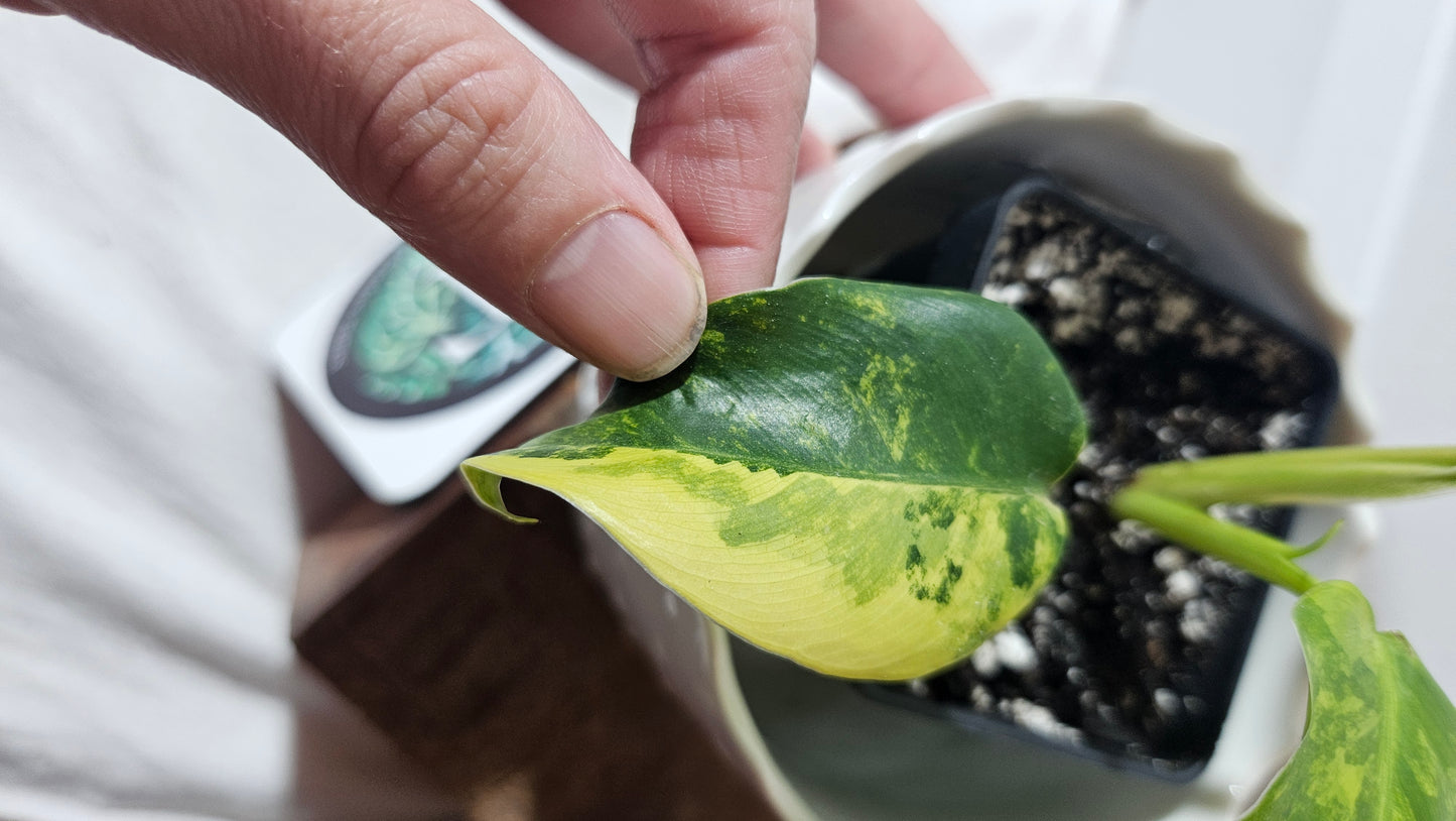 Philodendron Domesticum Variegata (PHI-774)