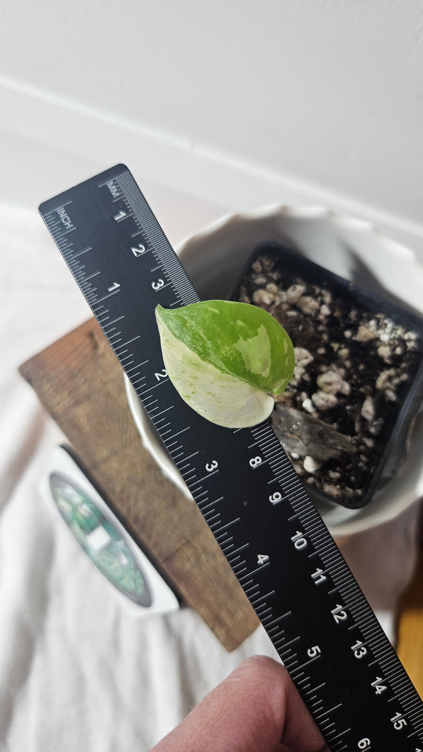 Scindapsus Silver Splash Variegata (SCI-926)