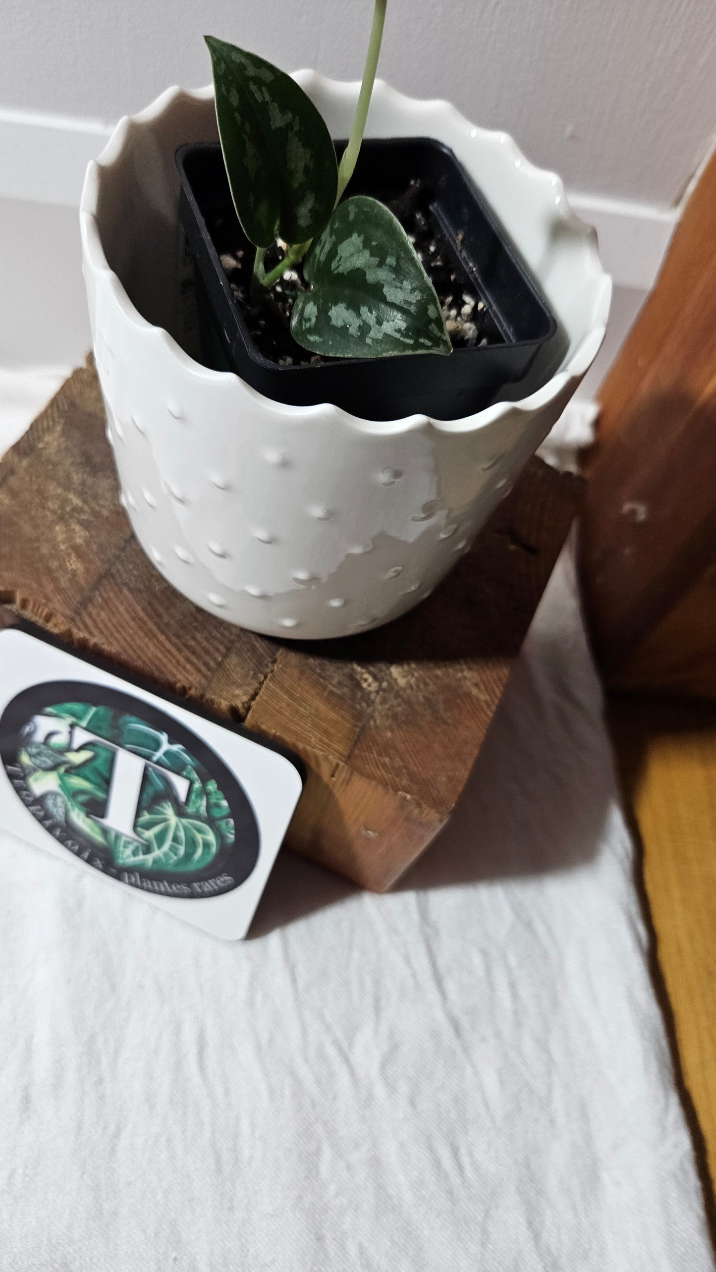 Scindapsus Black Exotica (SCI-1331)