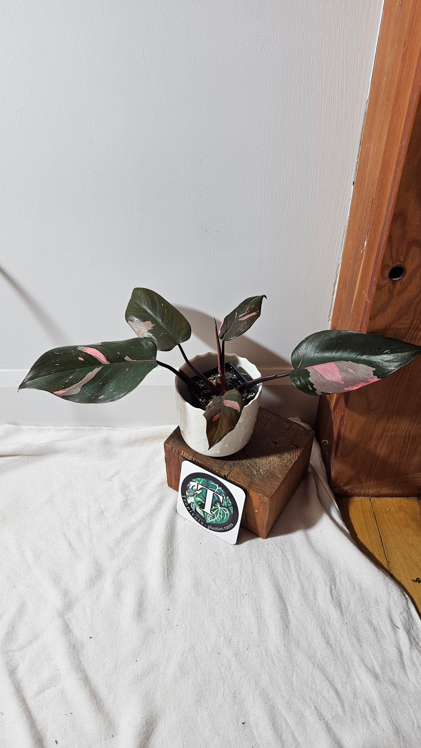 Philodendron Black Cherry (PHI-711)