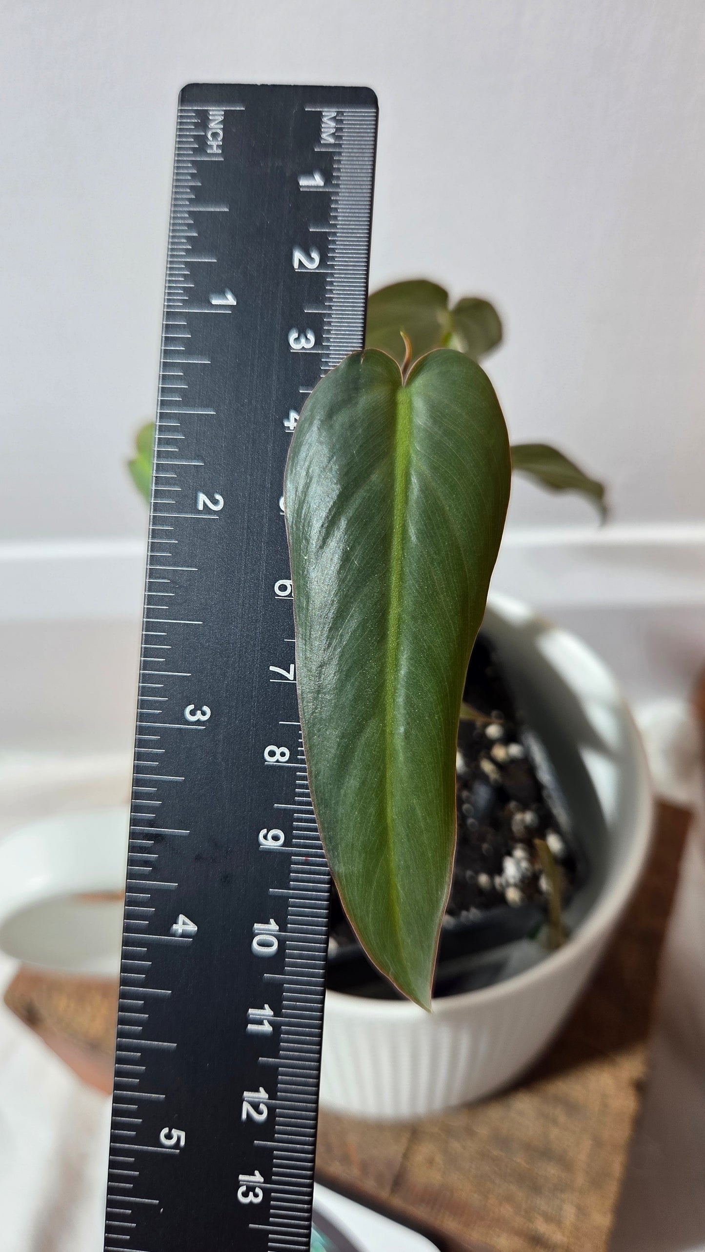 Philodendron Maximum (PHI-383)