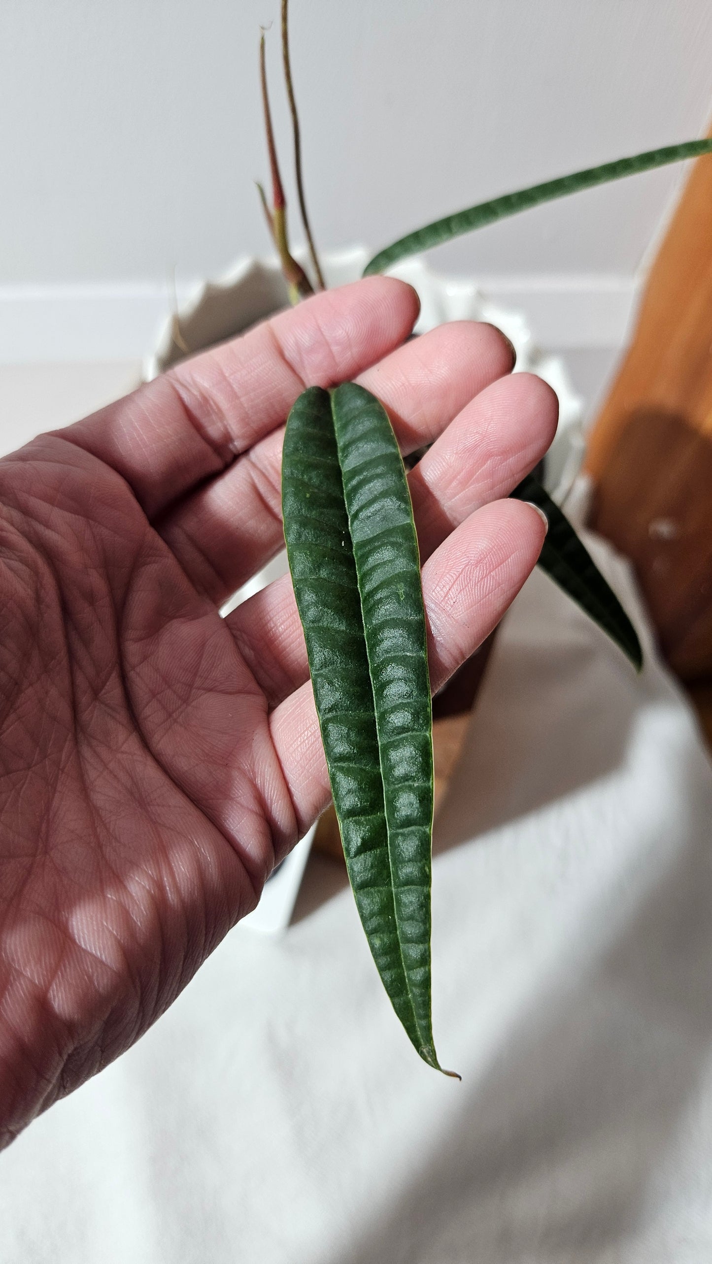 Anthurium Cutucuense "format MOYEN" (ANT-426)