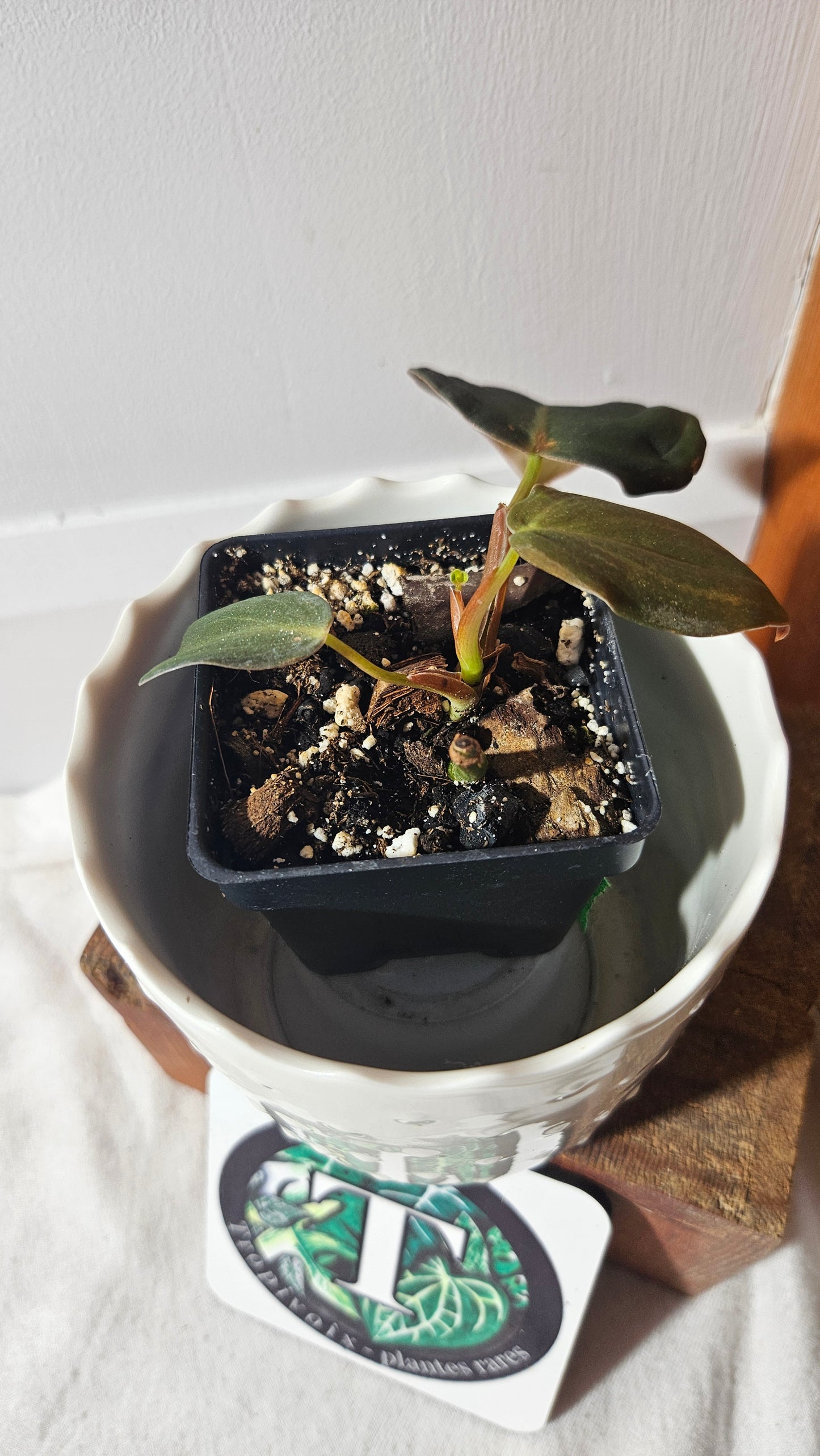 Philodendron Gigas (PHI-776)