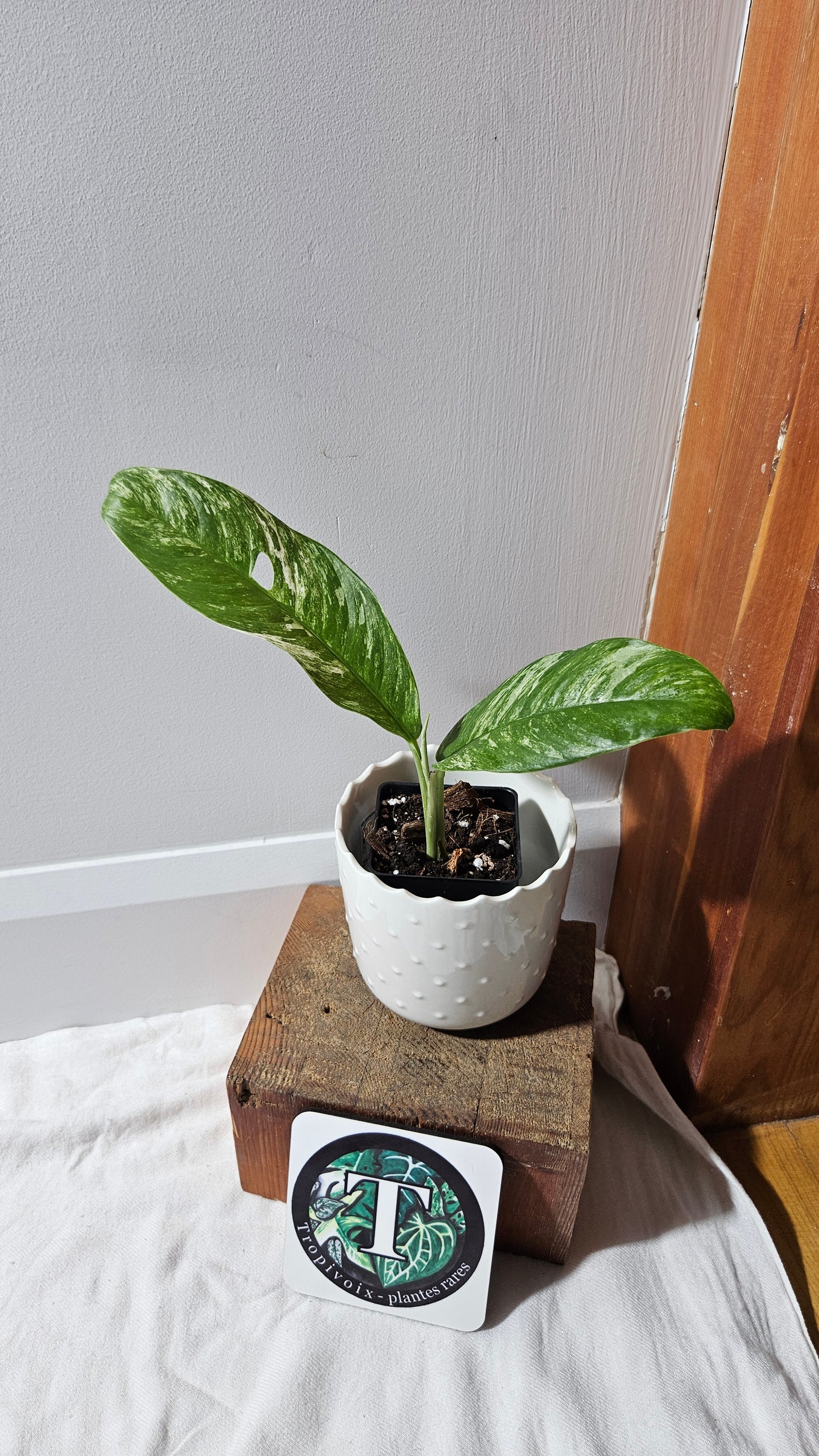 Rhaphidophora Megasperma Variegata (AUT-074)