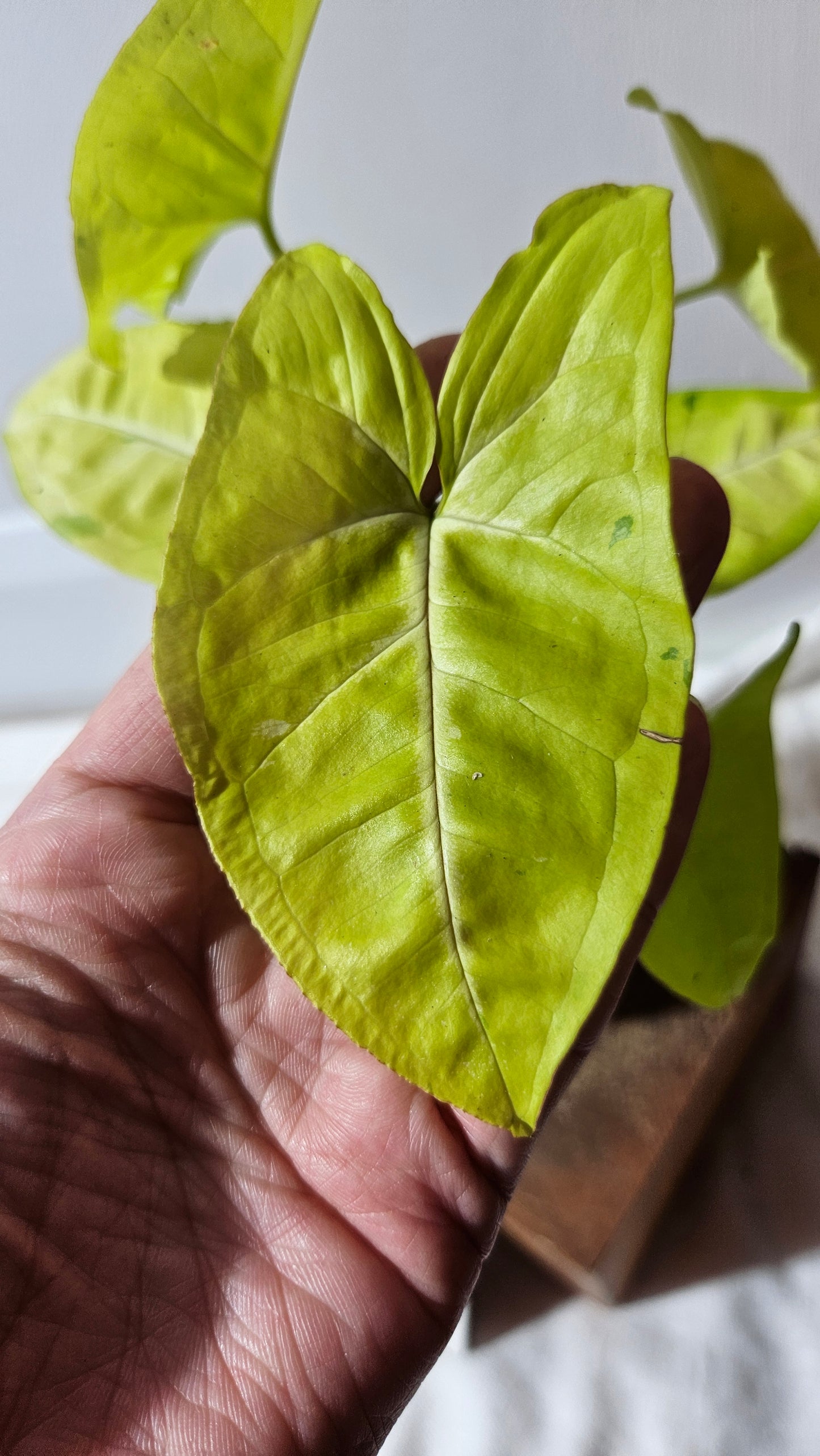 Syngonium Lime Soda Variegata (SYN-439)