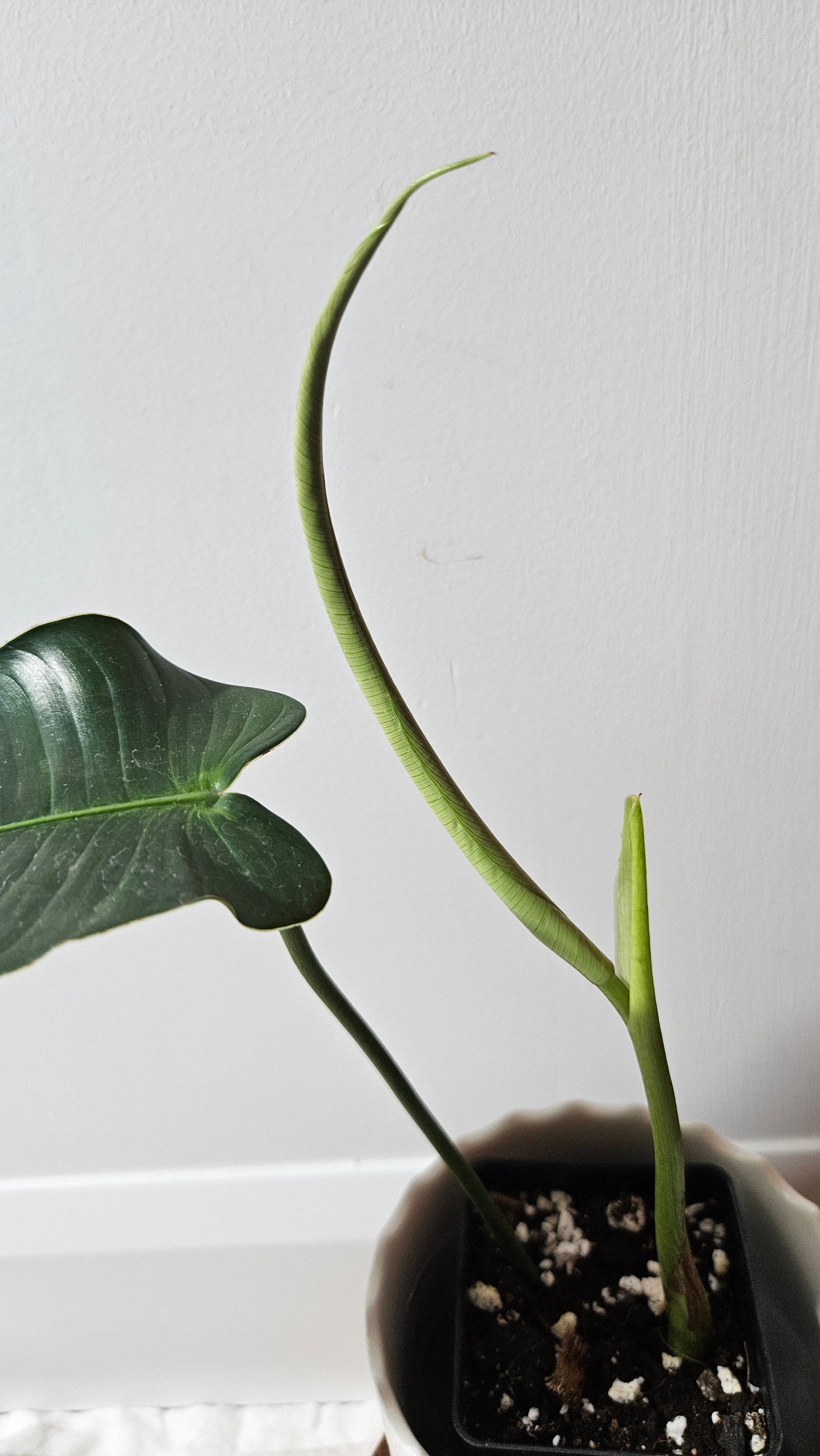 Philodendron Scherbericii (PHI-932)