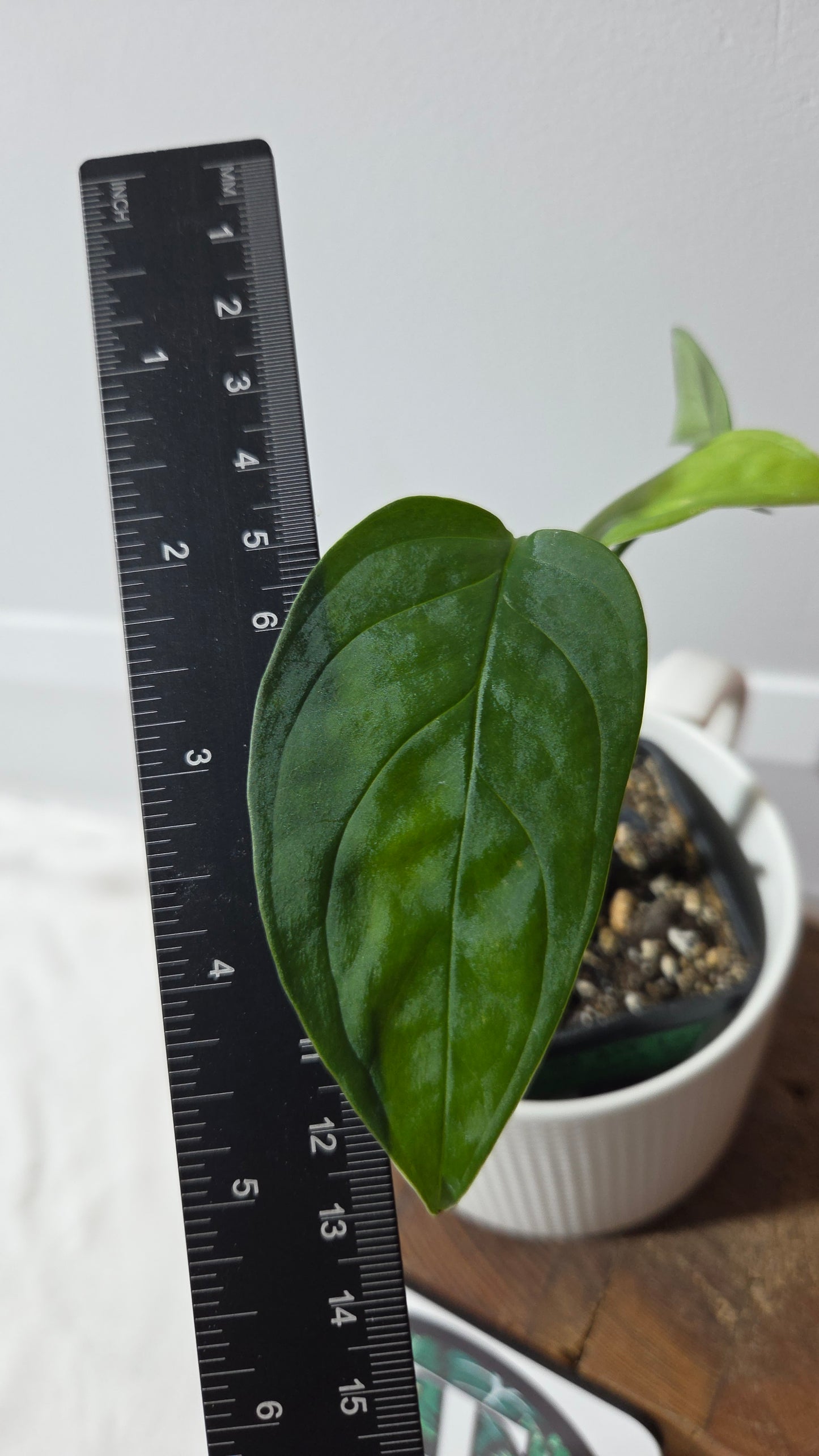 Monstera Obliqua Aff LaUnion (MON-516)