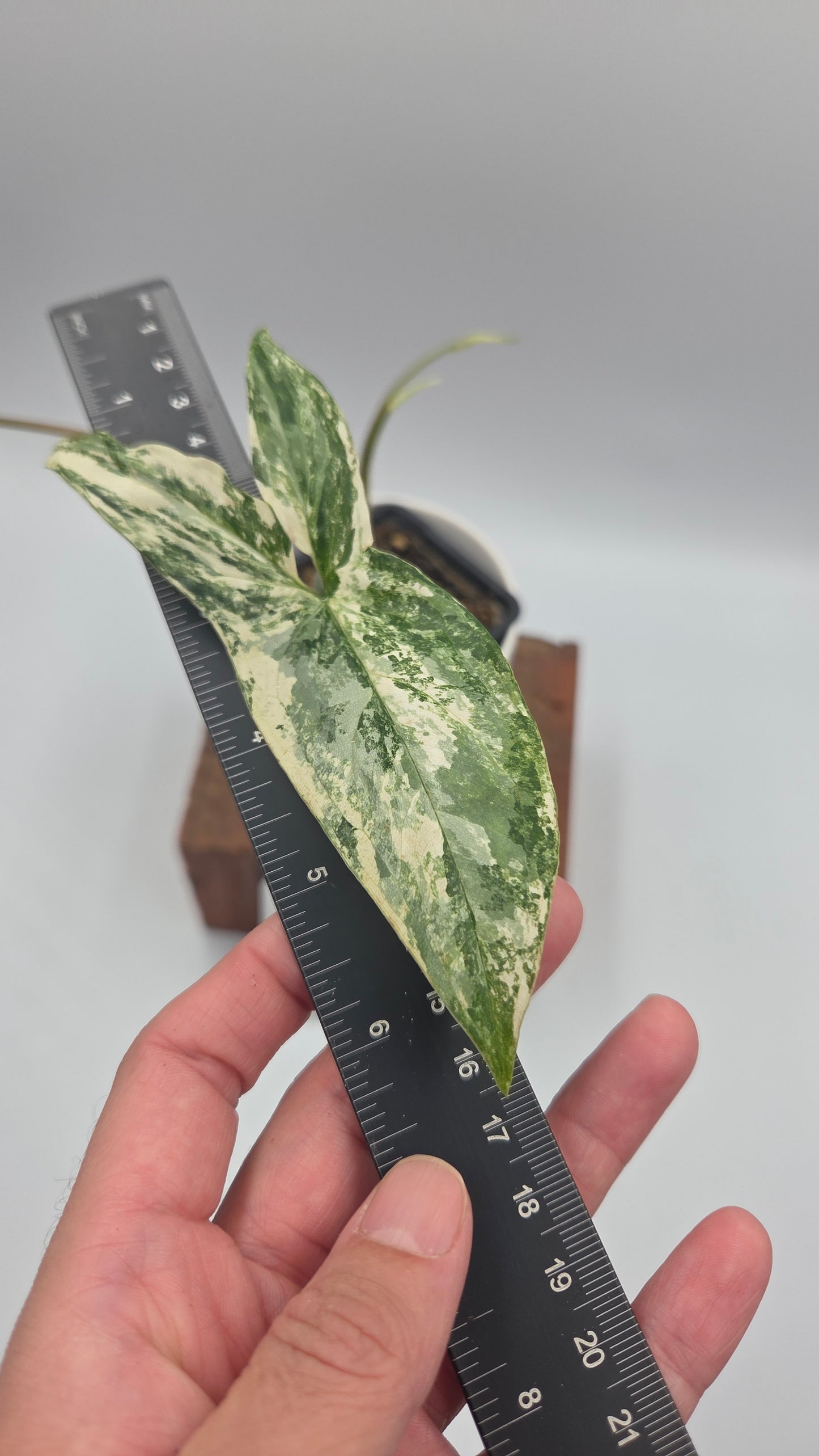 Syngonium Albo (SYN-351)