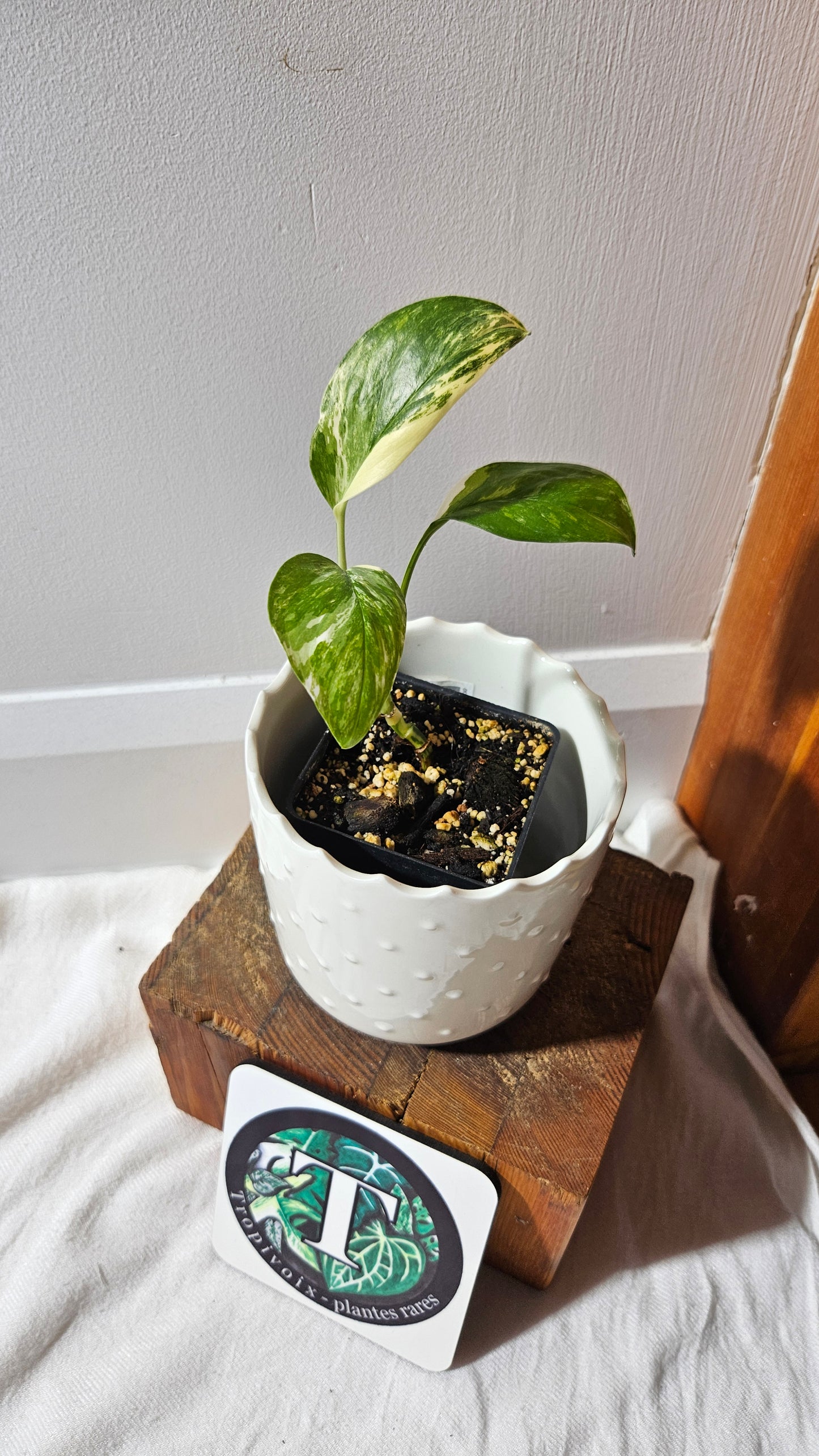 Monstera Lechleriana Albo (MON-195)