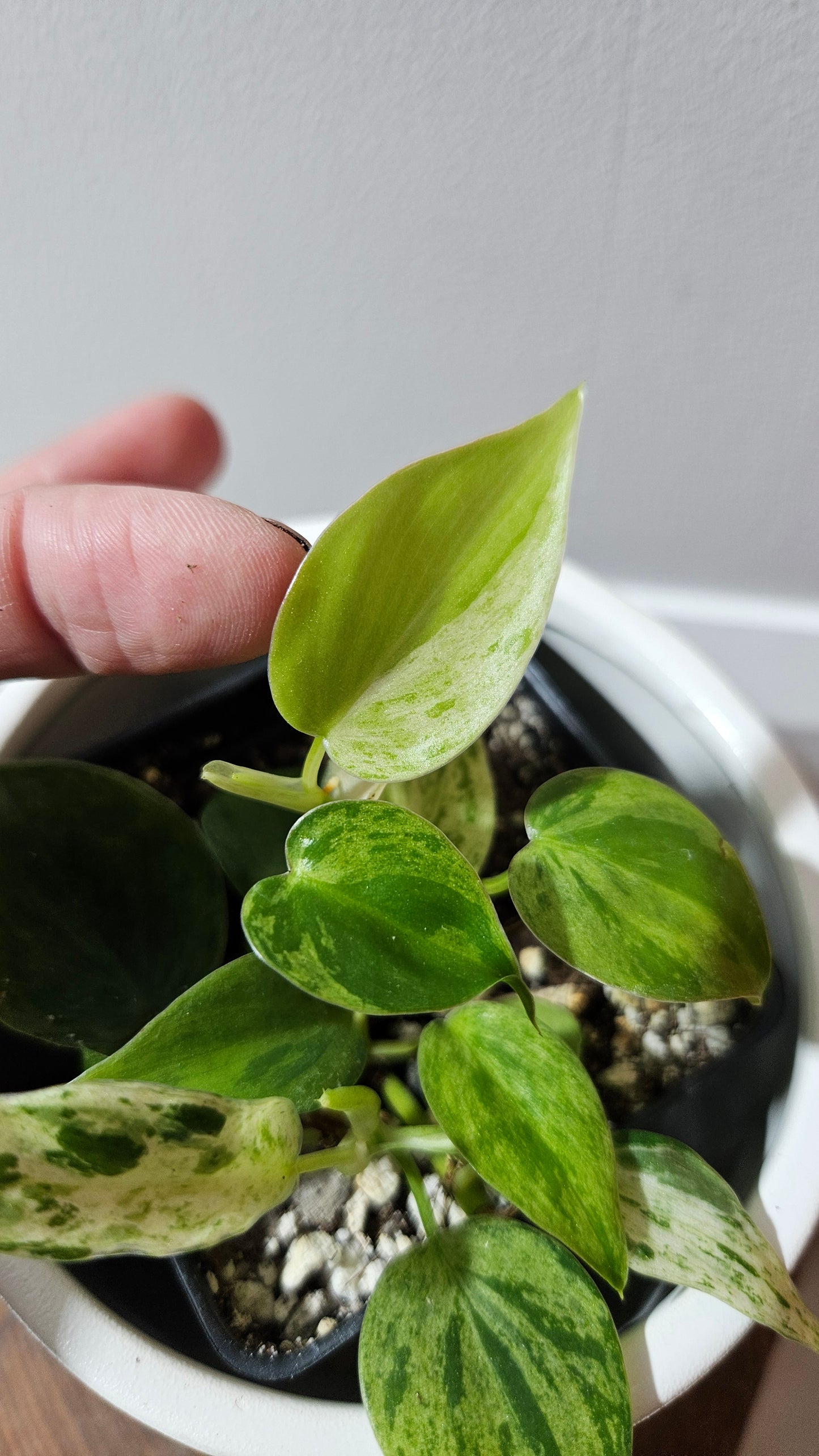 Philodendron Hederaceum Variegata (PHI-907)