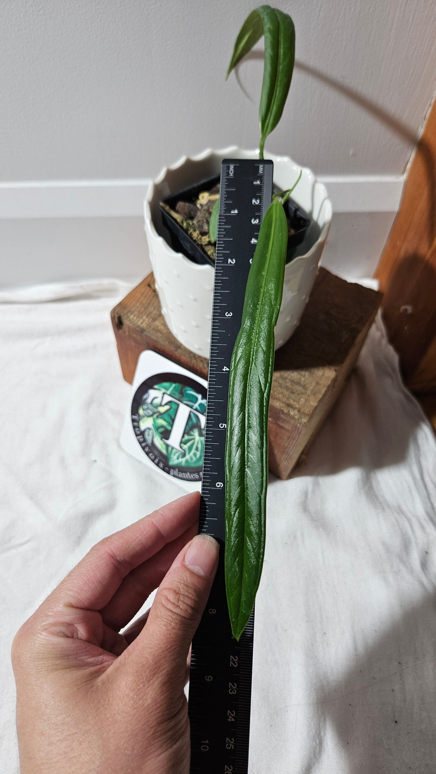 Anthurium Ceronii Aff "format PETIT"(ANT-446)