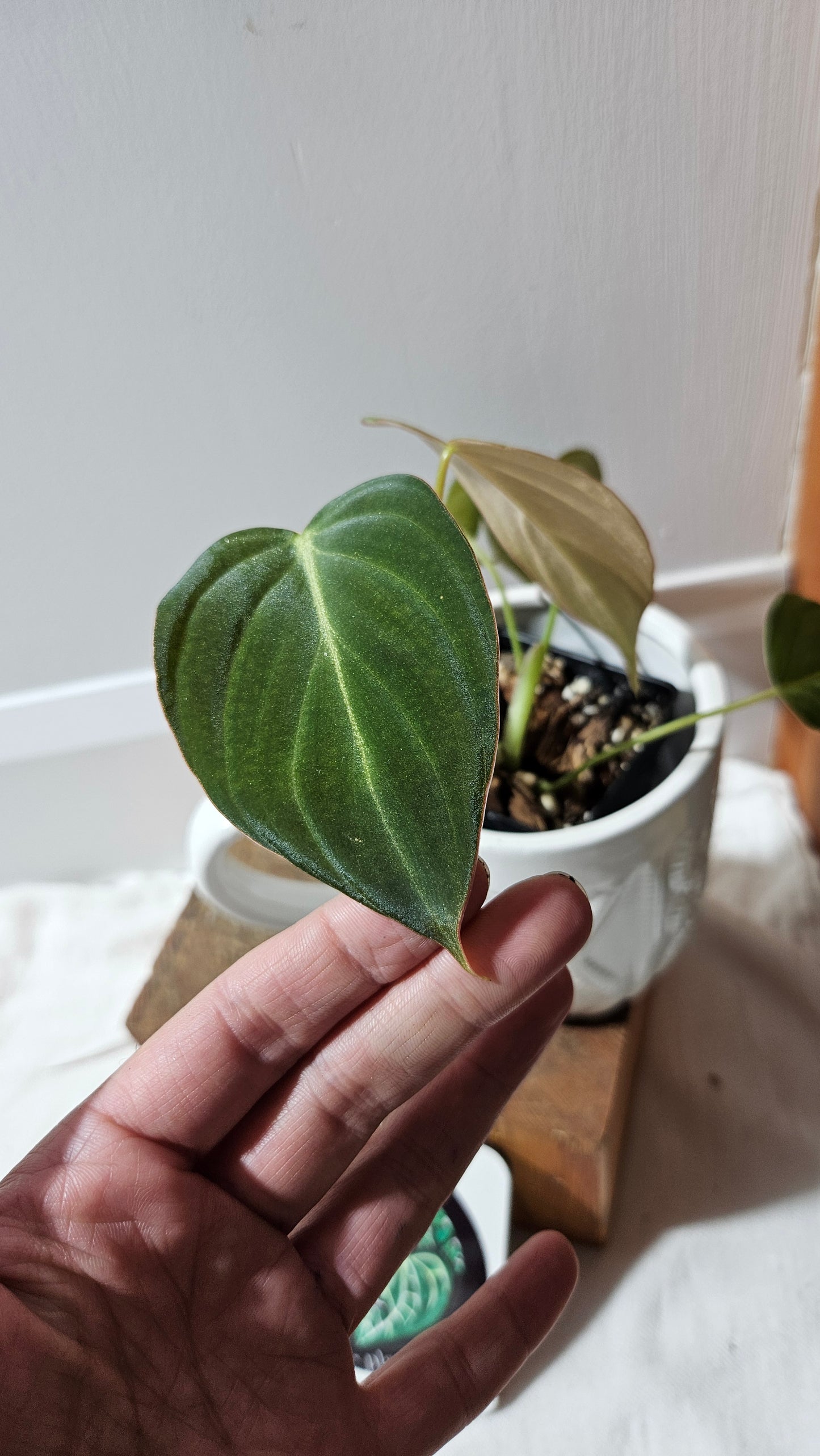 Philodendron Glorious (PHI-636)