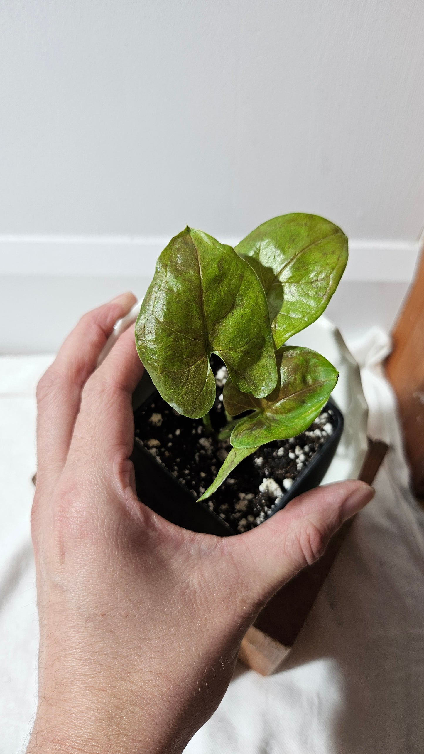 Syngonium Matcha Sprinkle (SYN-433)