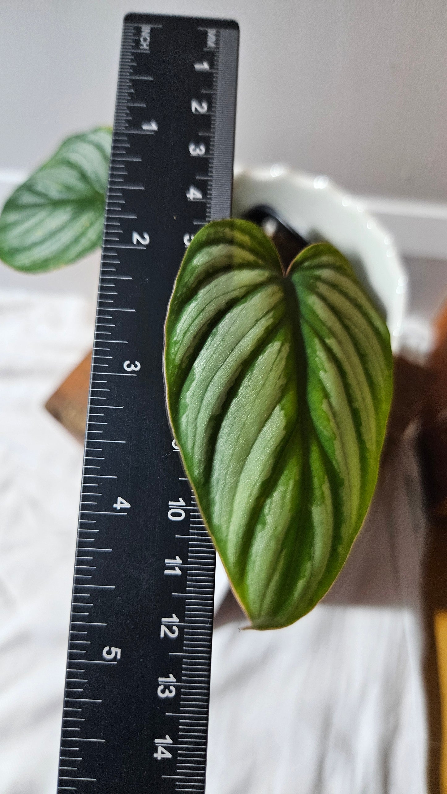 Philodendron Mamei White (PHI-872)