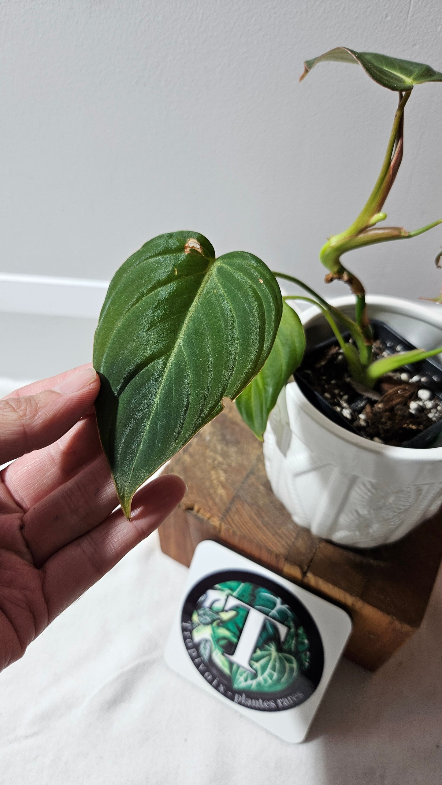 Philodendron Glorious (PHI-901)