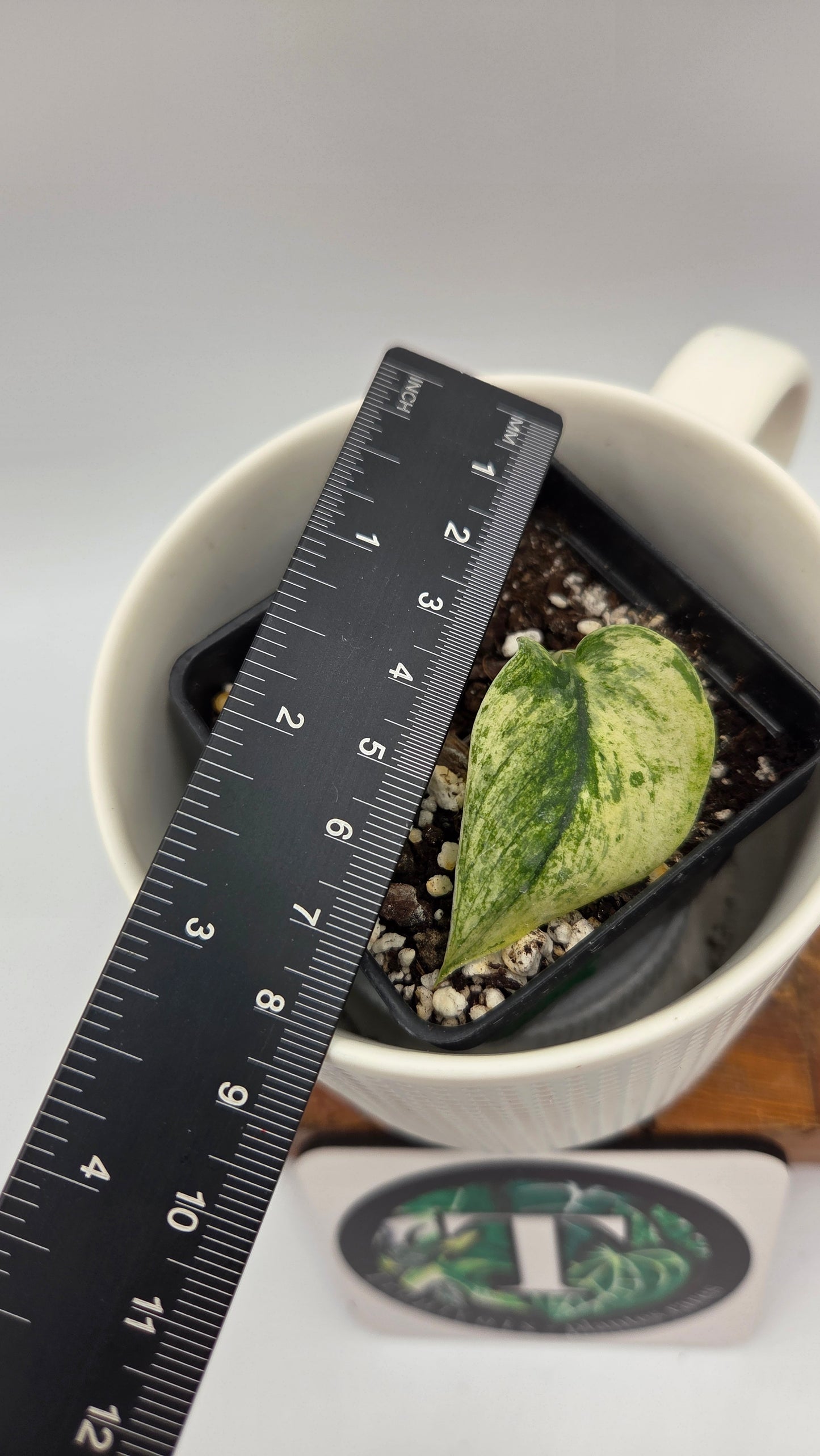 Scindapsus Blue Splash Variegata (SCI-1235)