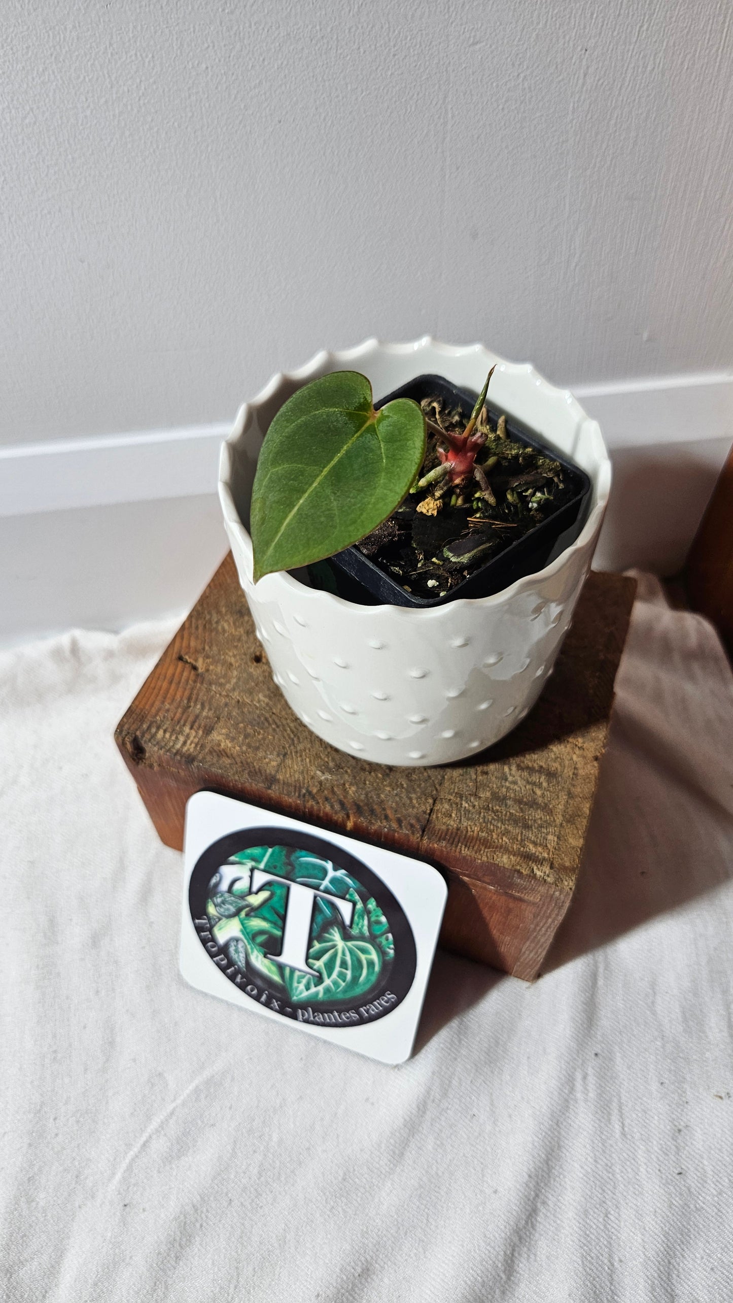 Anthurium Hoffmanii Red Dot (ANT-470)