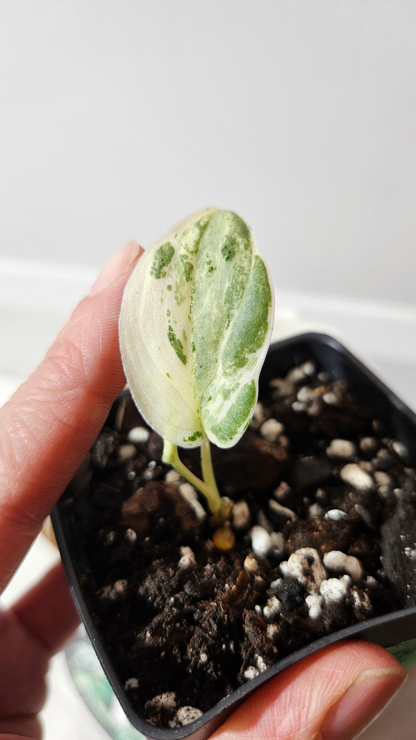 Scindapsus Jade Satin Marble (SCI-1003)