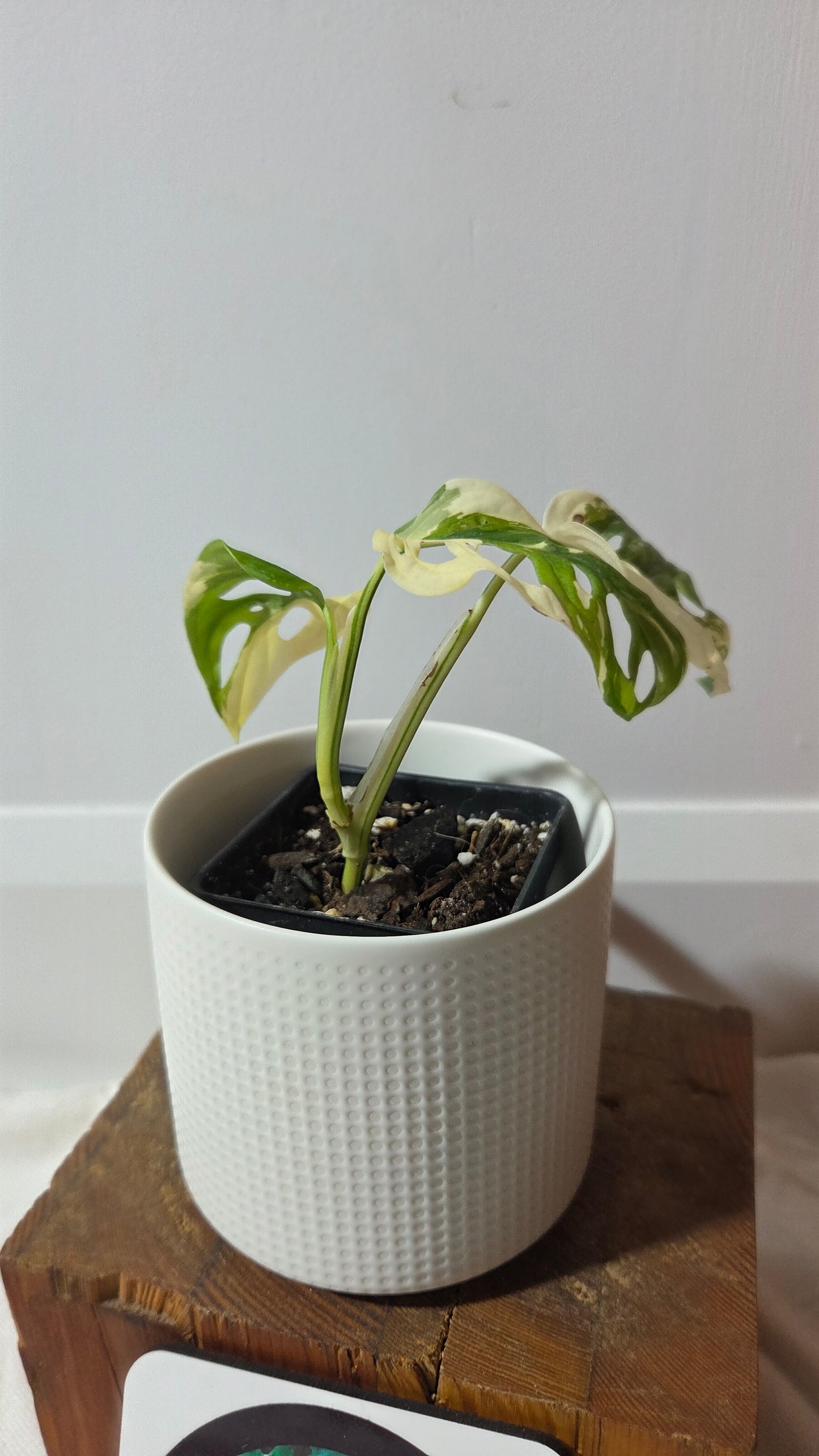 Monstera Andasonii Tricolore (MON-488)